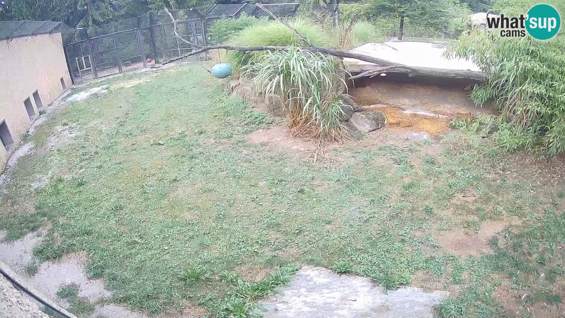 Löwe live Webcam im Zoo von Ljubljana – Slowenien
