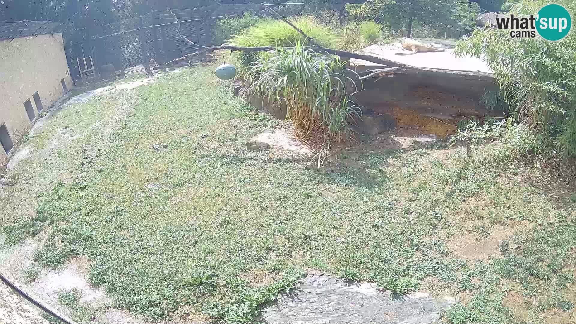 LEON Webcam en vivo en Ljubljana Zoo – Eslovenia