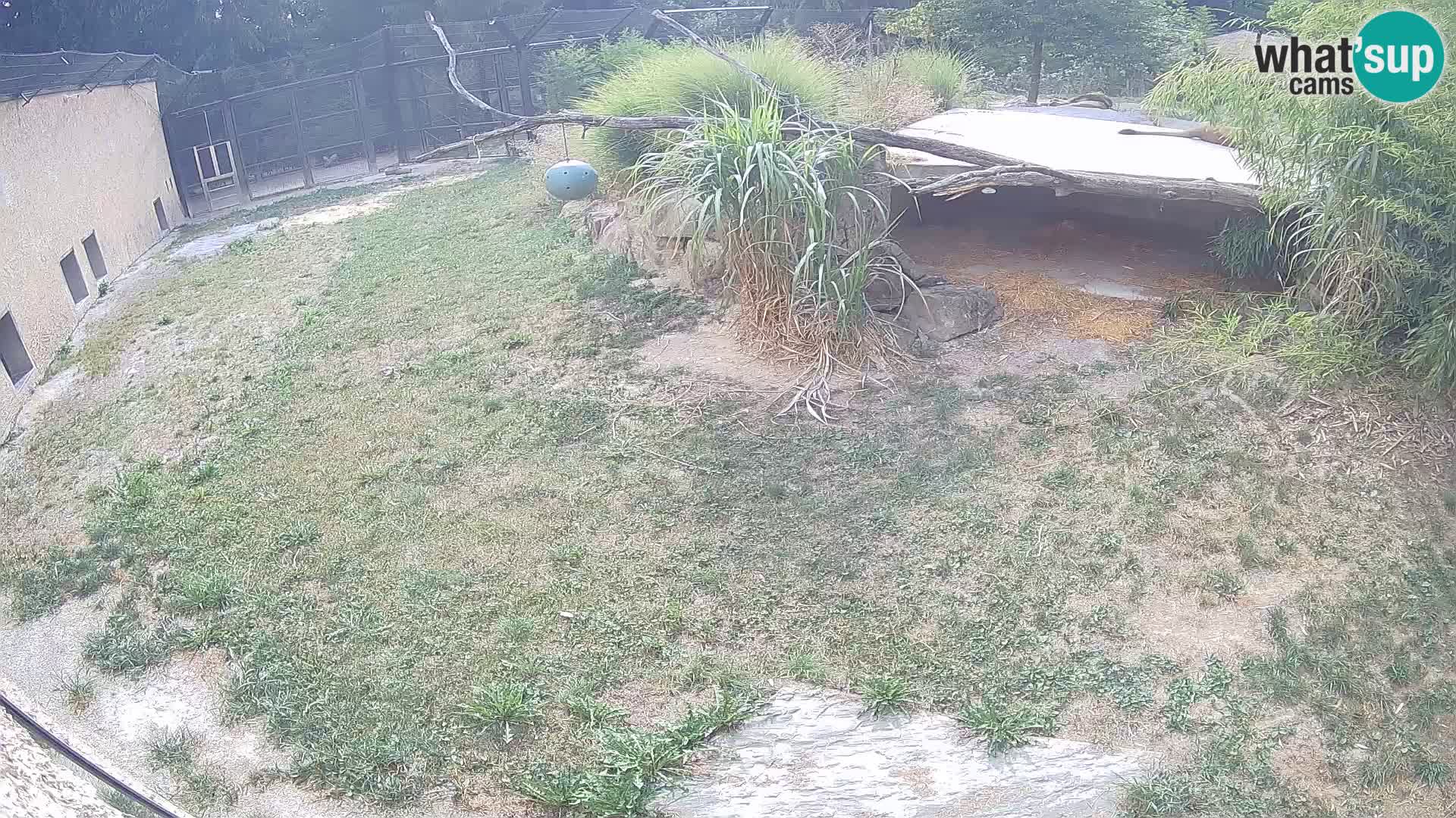 LION live Webcam in Ljubljana Zoo – Slovenia