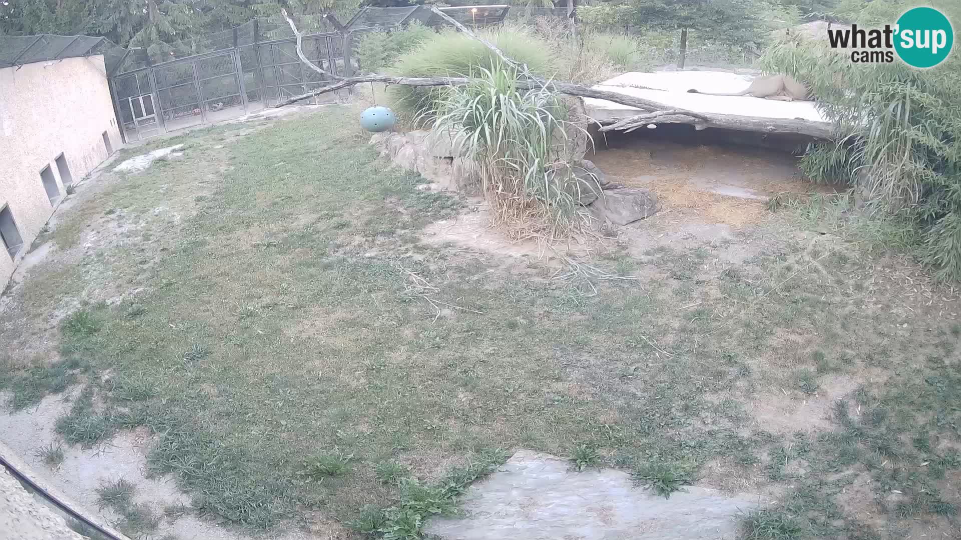 LEONE live Webcam nello zoo di Lubiana – Slovenia