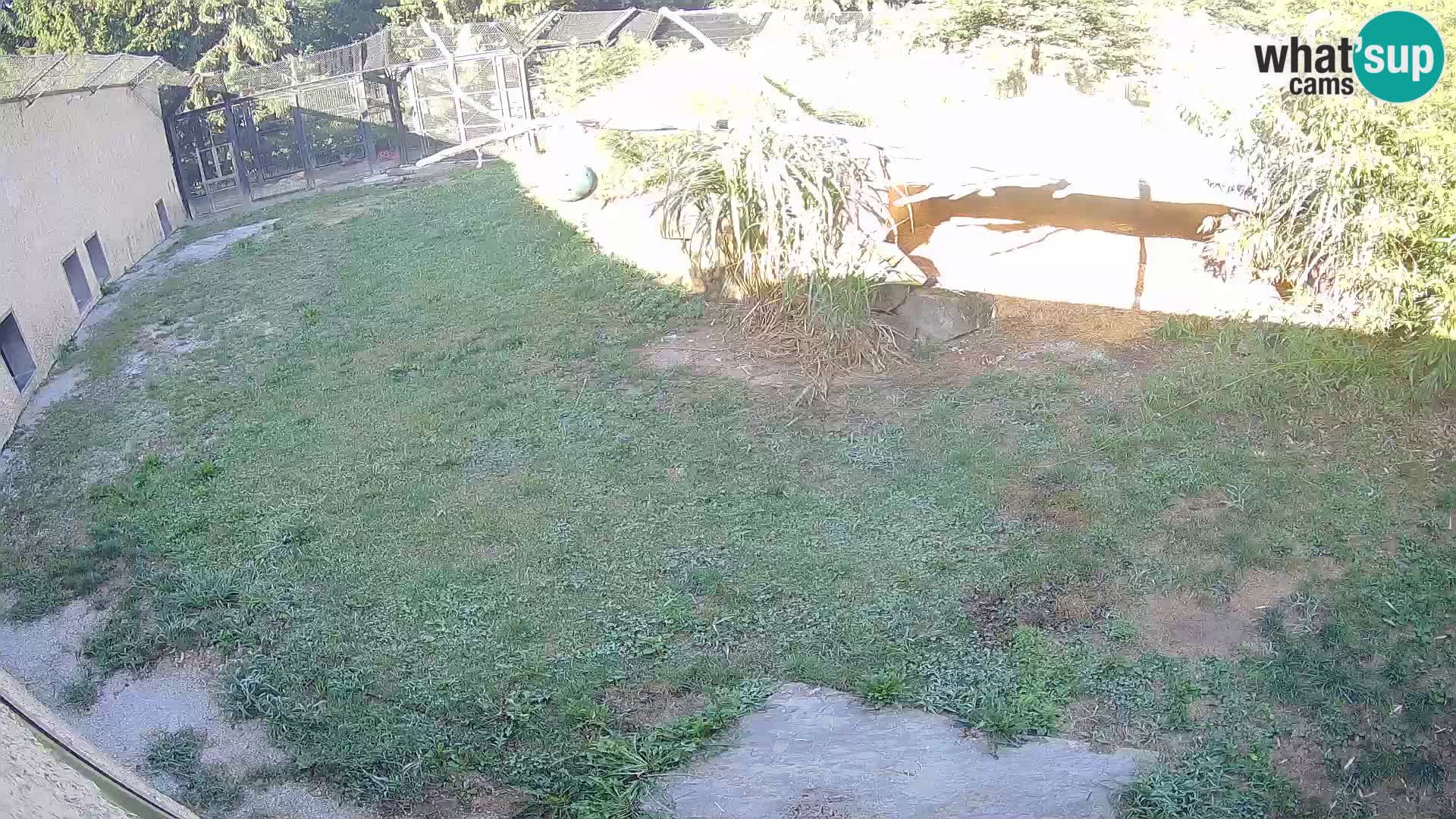 Löwe live Webcam im Zoo von Ljubljana – Slowenien