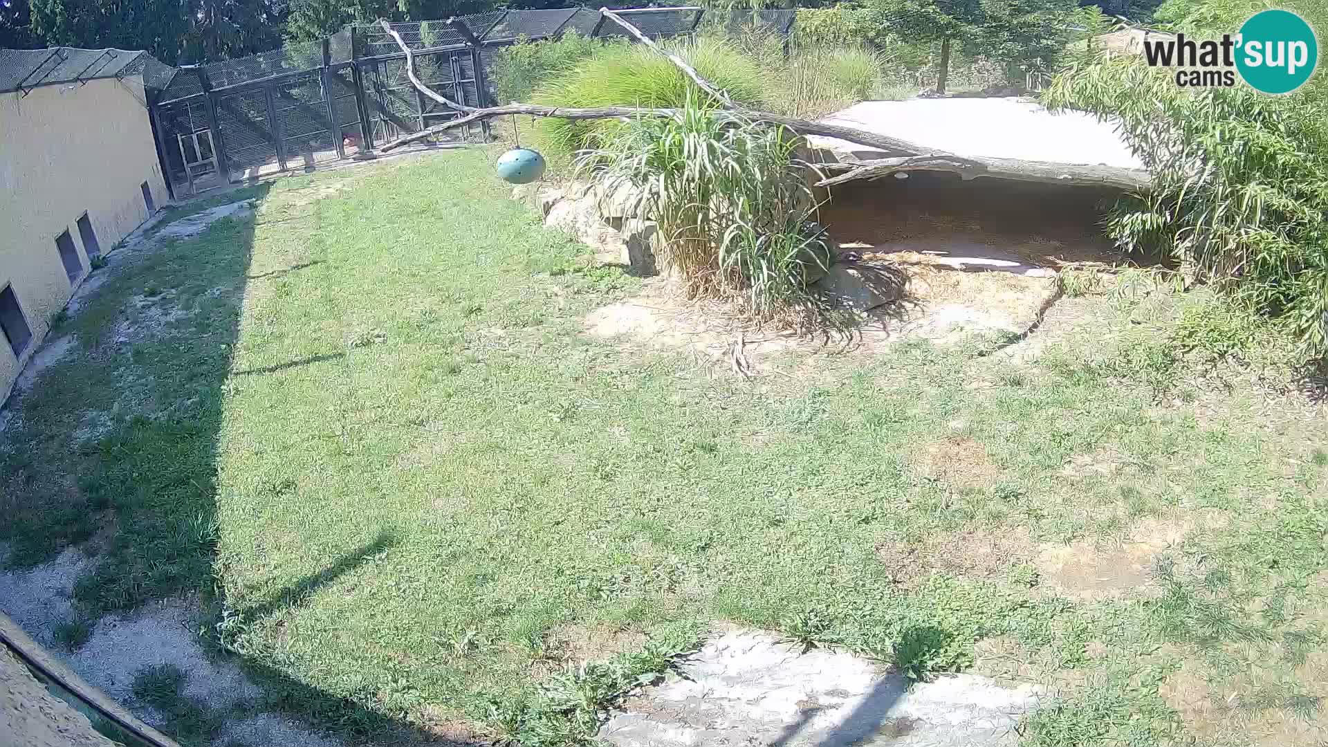 LEONE live Webcam nello zoo di Lubiana – Slovenia