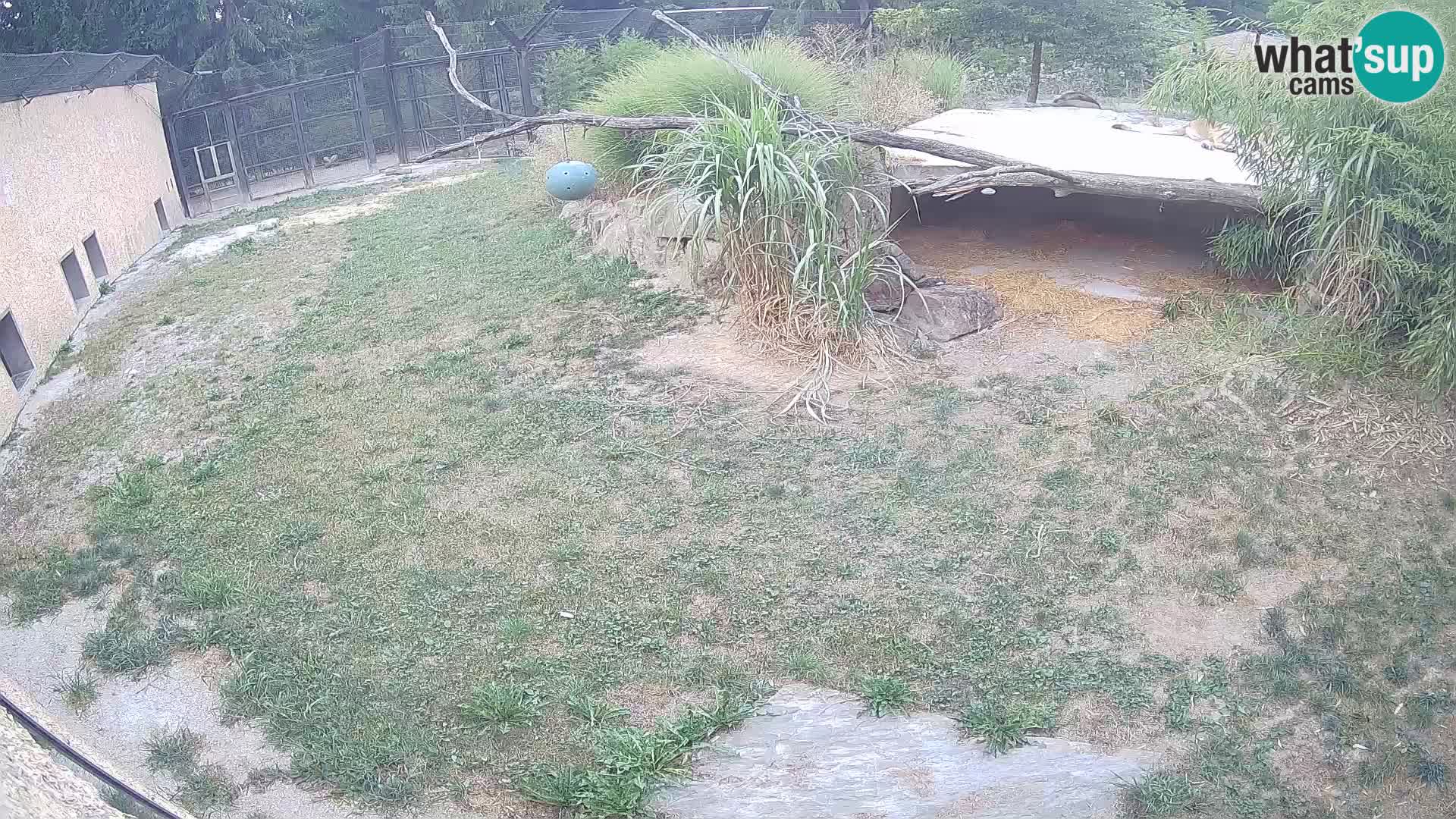 LION webcam en direct du zoo de Ljubljana – Slovénie