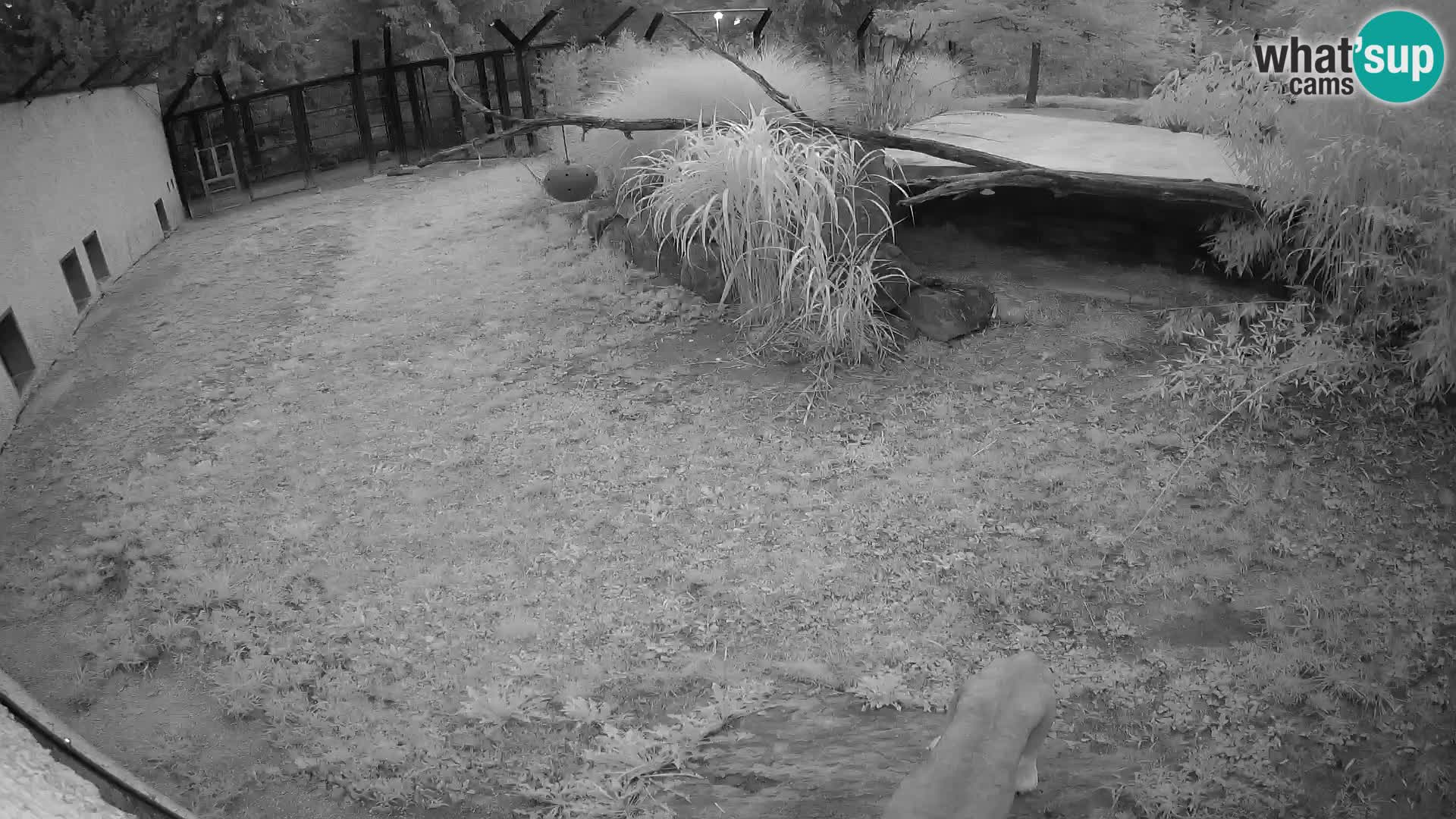 LEONE live Webcam nello zoo di Lubiana – Slovenia