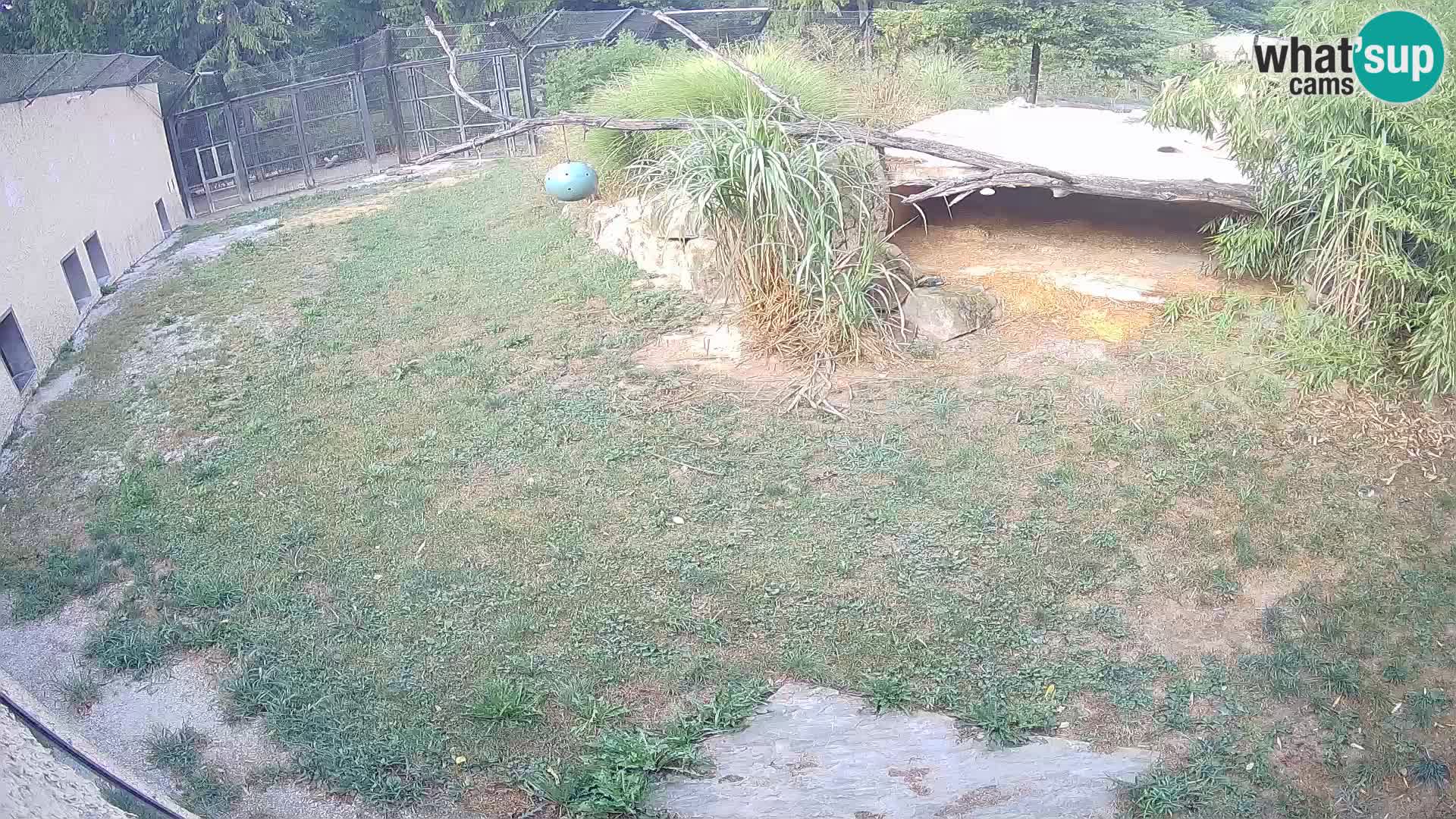 Löwe live Webcam im Zoo von Ljubljana – Slowenien