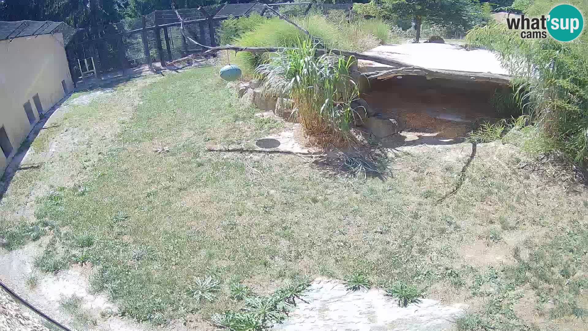 Löwe live Webcam im Zoo von Ljubljana – Slowenien