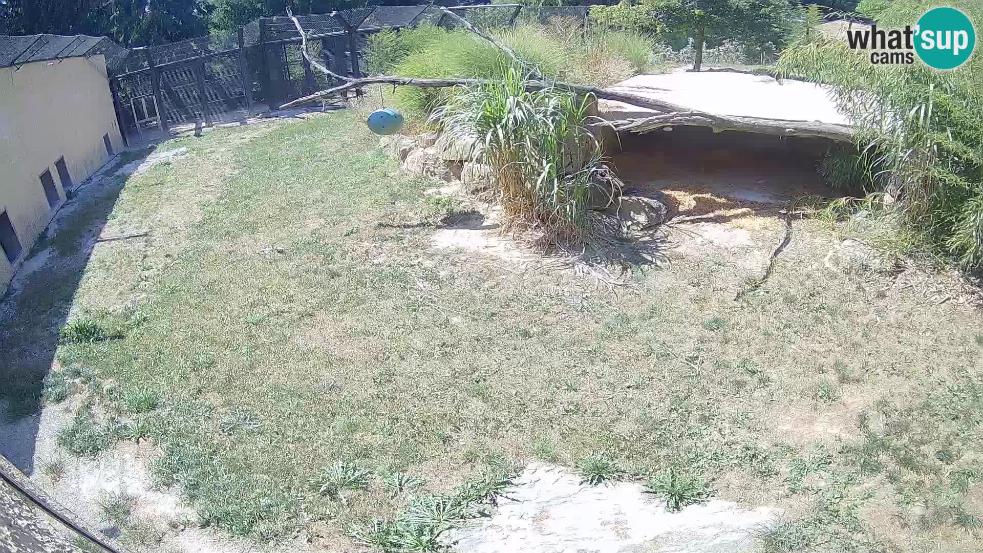 Löwe live Webcam im Zoo von Ljubljana – Slowenien