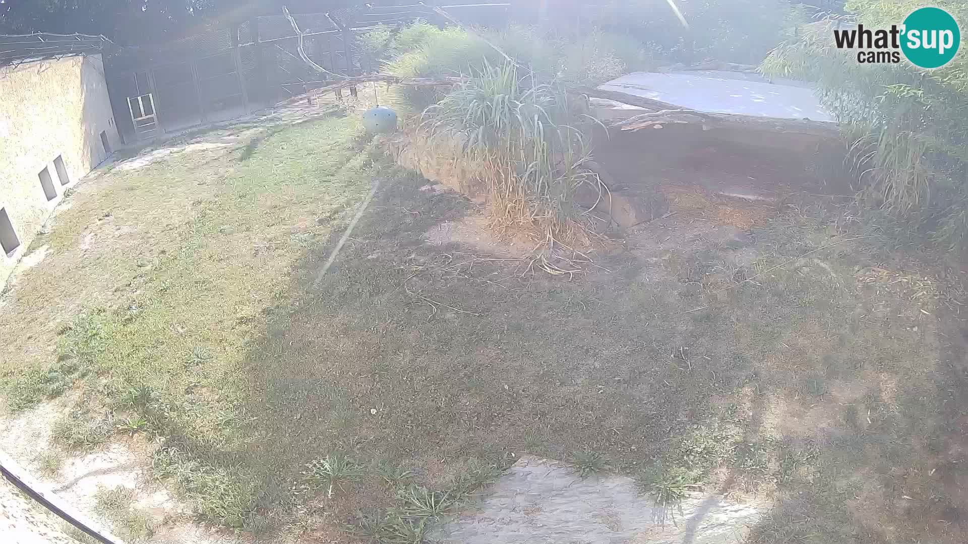 LION webcam en direct du zoo de Ljubljana – Slovénie