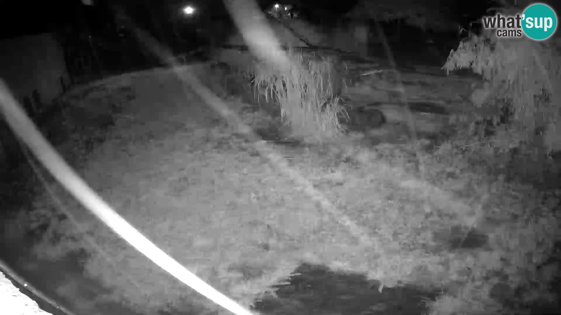 LION webcam en direct du zoo de Ljubljana – Slovénie