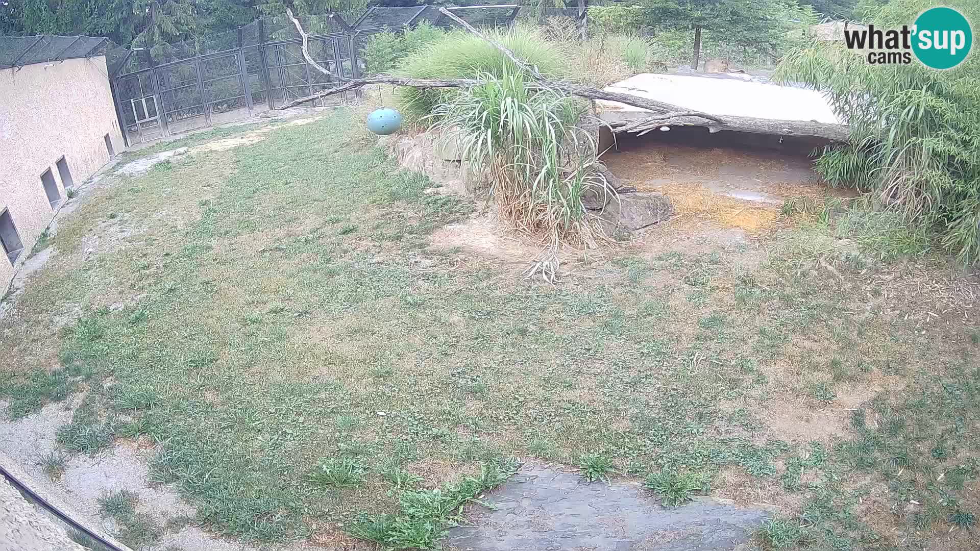 Löwe live Webcam im Zoo von Ljubljana – Slowenien
