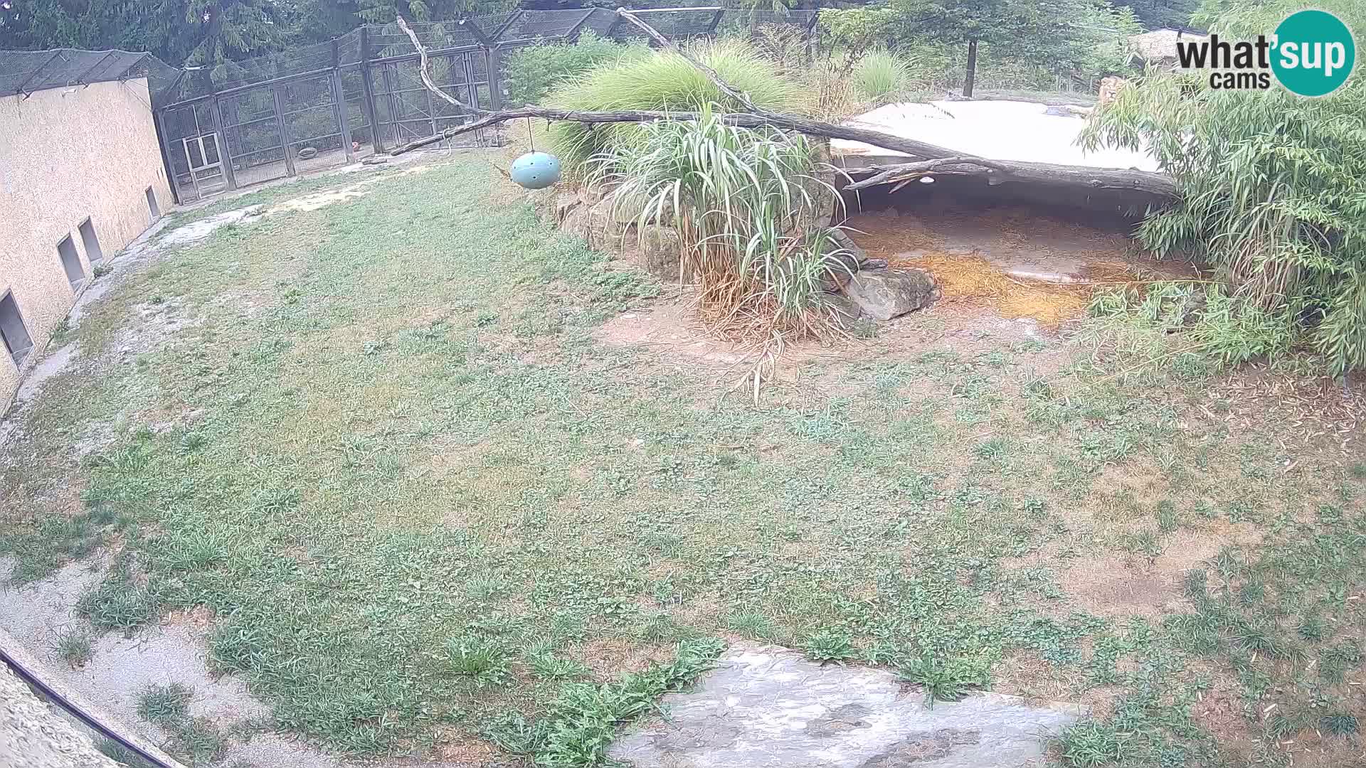 Löwe live Webcam im Zoo von Ljubljana – Slowenien