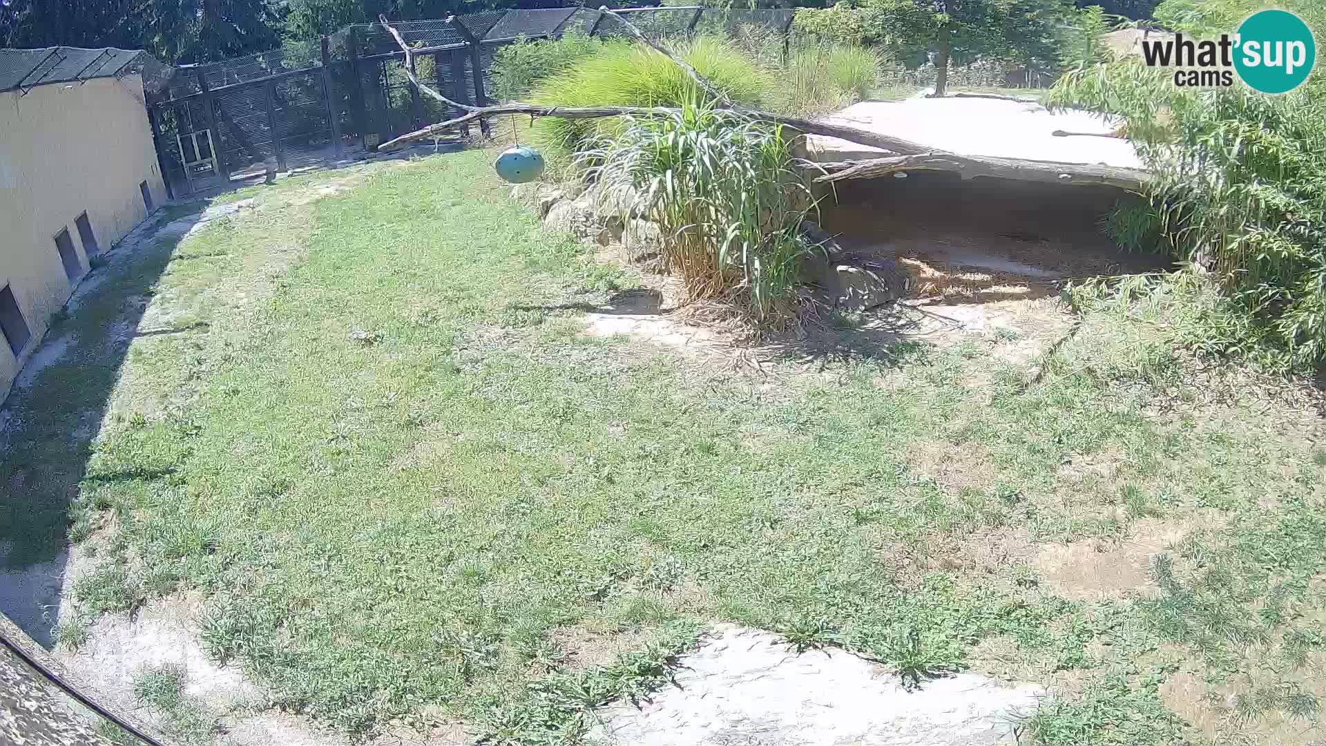 Löwe live Webcam im Zoo von Ljubljana – Slowenien