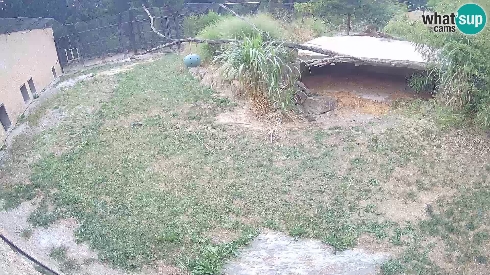 LEON Webcam en vivo en Ljubljana Zoo – Eslovenia