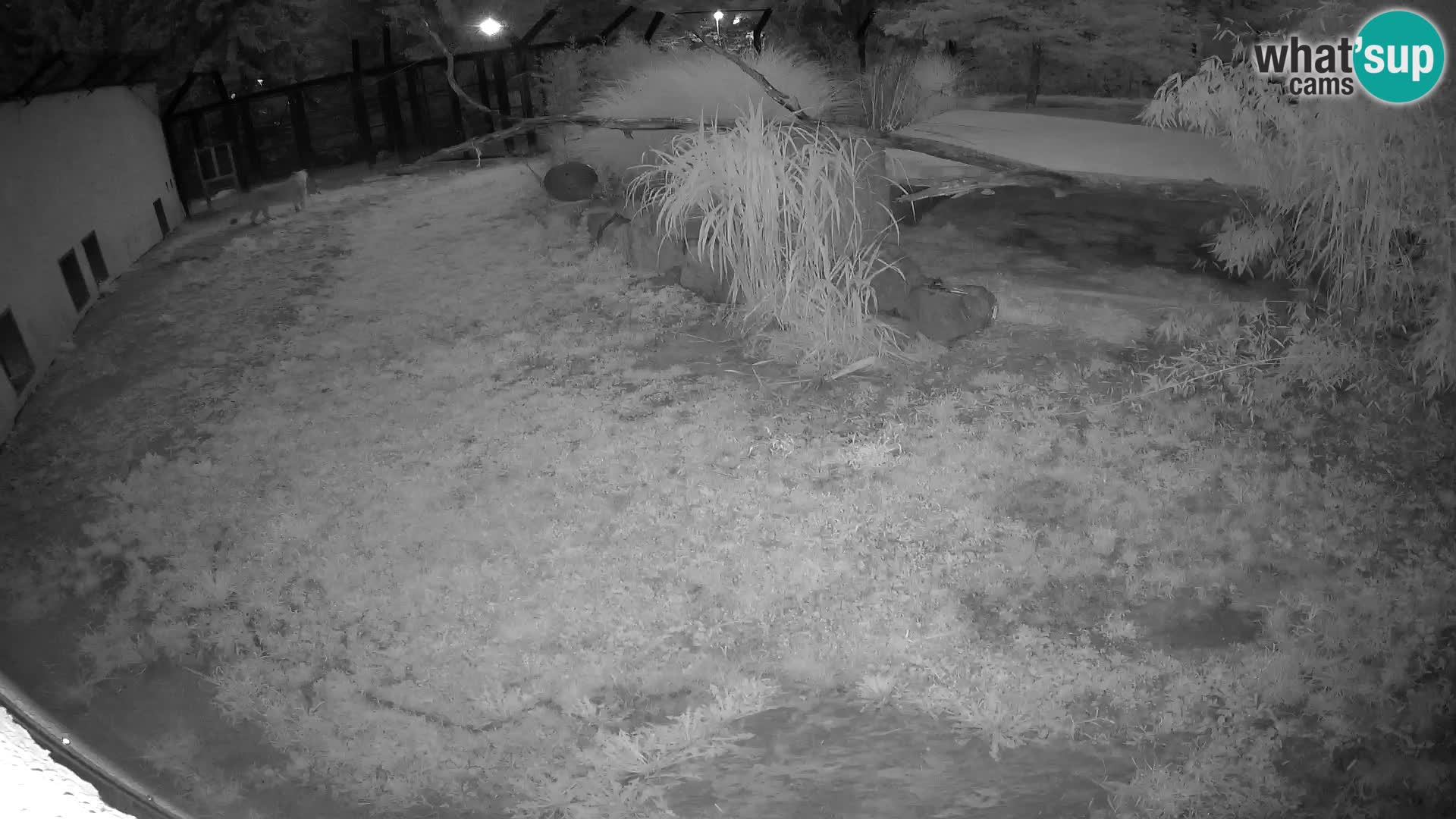 Löwe live Webcam im Zoo von Ljubljana – Slowenien