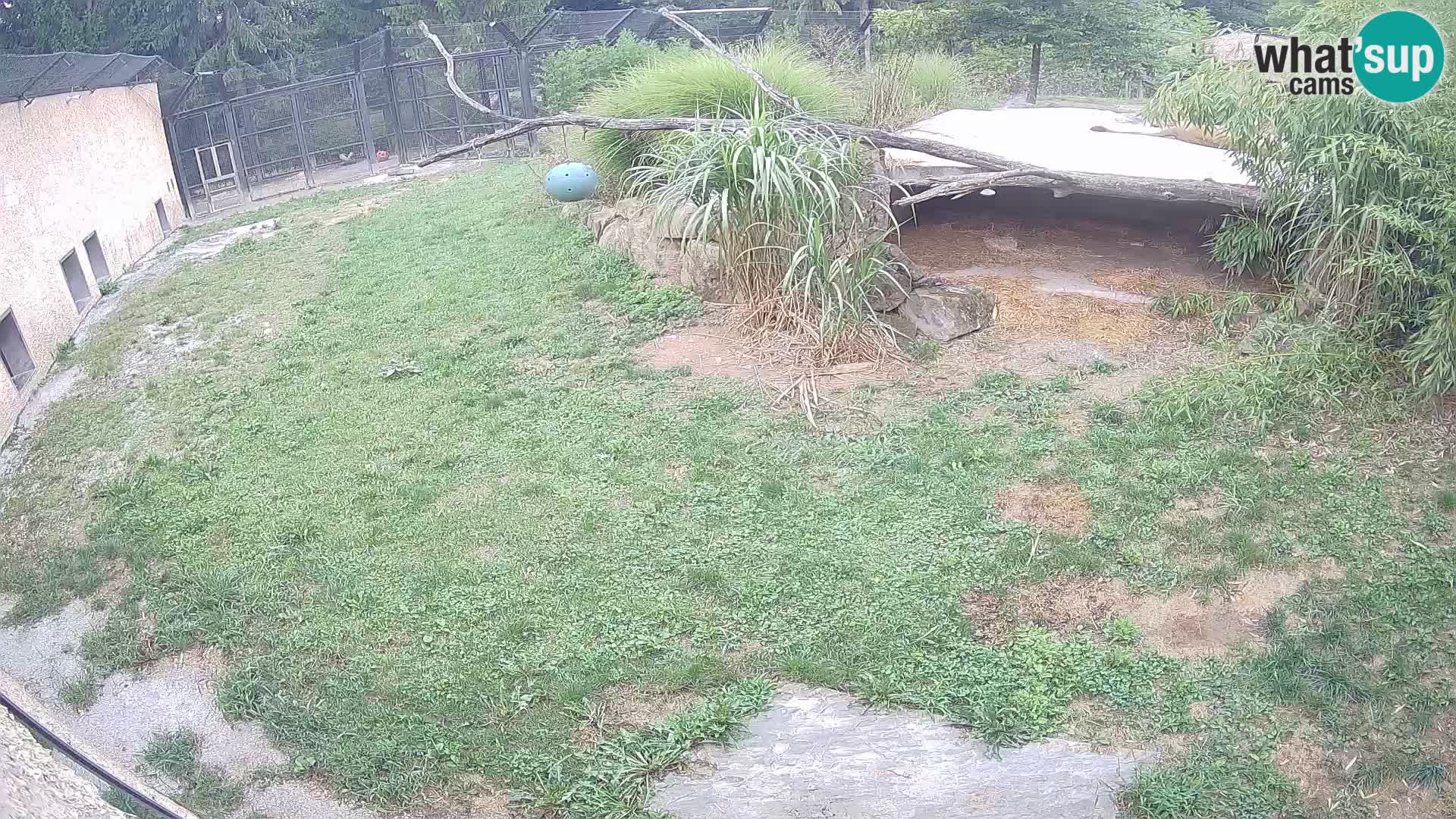 LION webcam en direct du zoo de Ljubljana – Slovénie