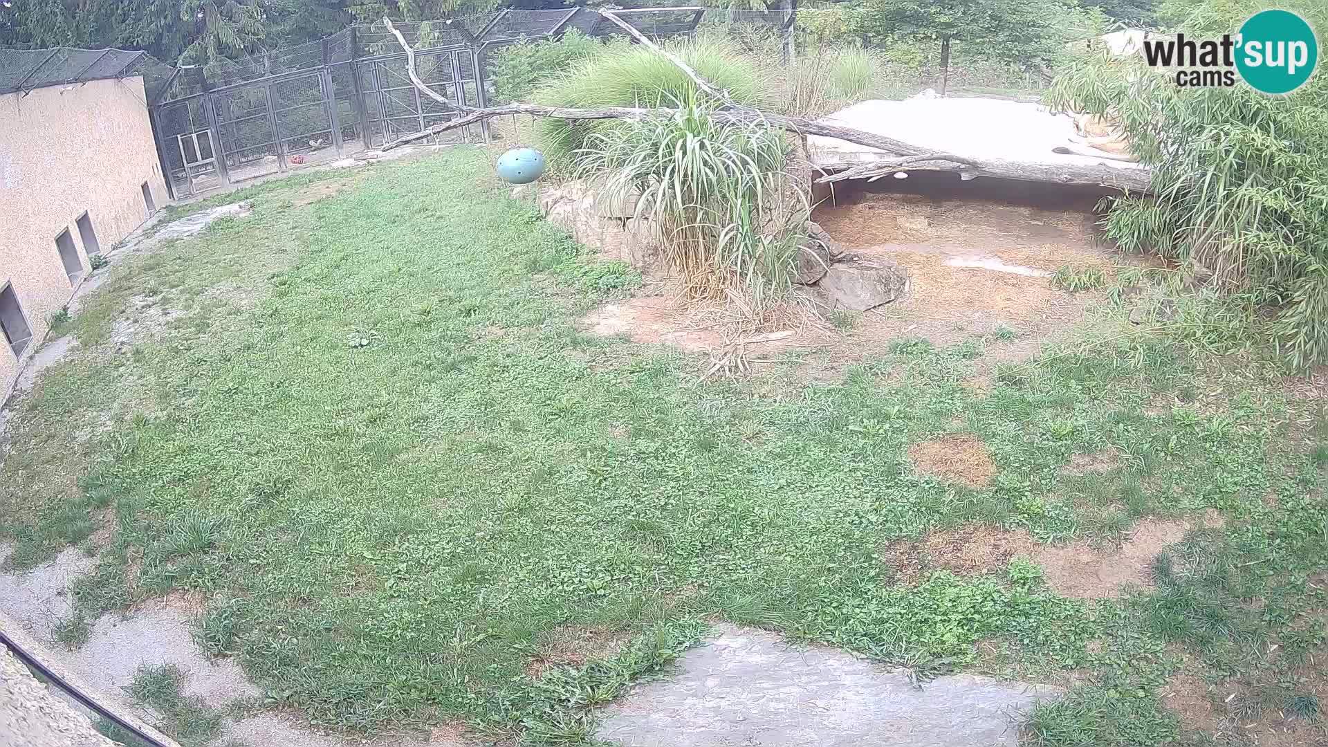 LEVI spletna kamera v živalskem vrtu Ljubljana Zoo