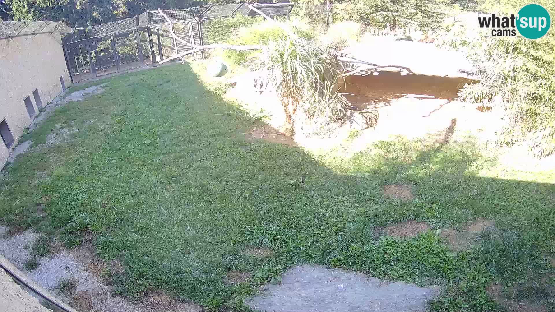 LION live Webcam in Ljubljana Zoo – Slovenia