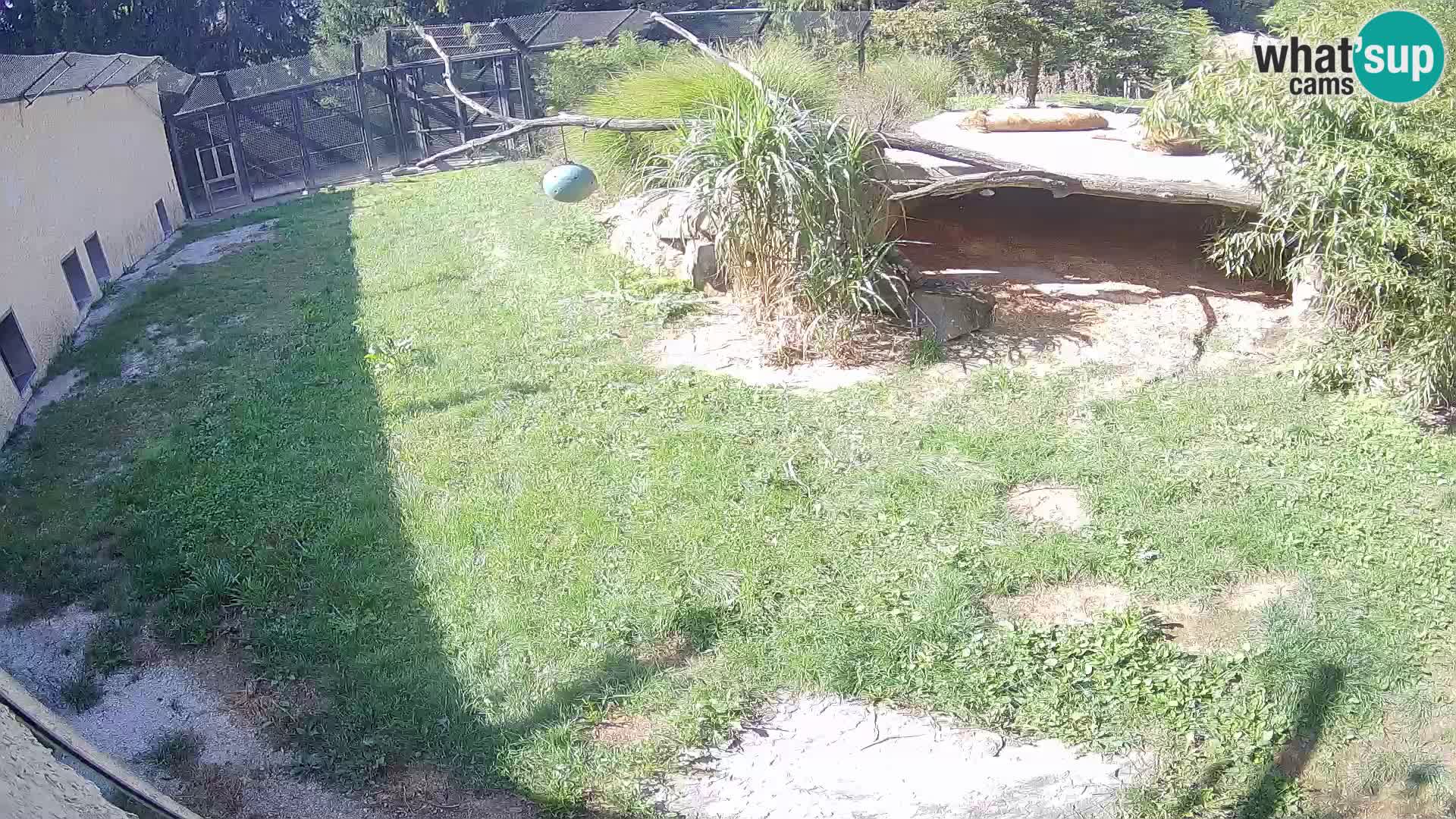LEVI spletna kamera v živalskem vrtu Ljubljana Zoo