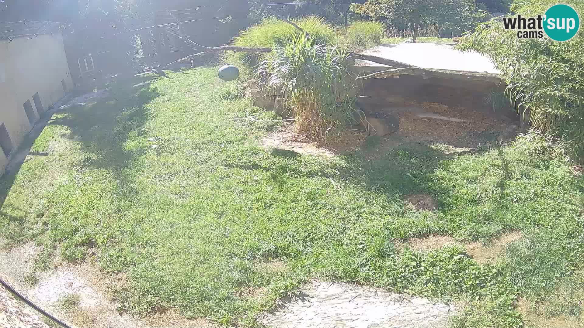 LEON Webcam en vivo en Ljubljana Zoo – Eslovenia