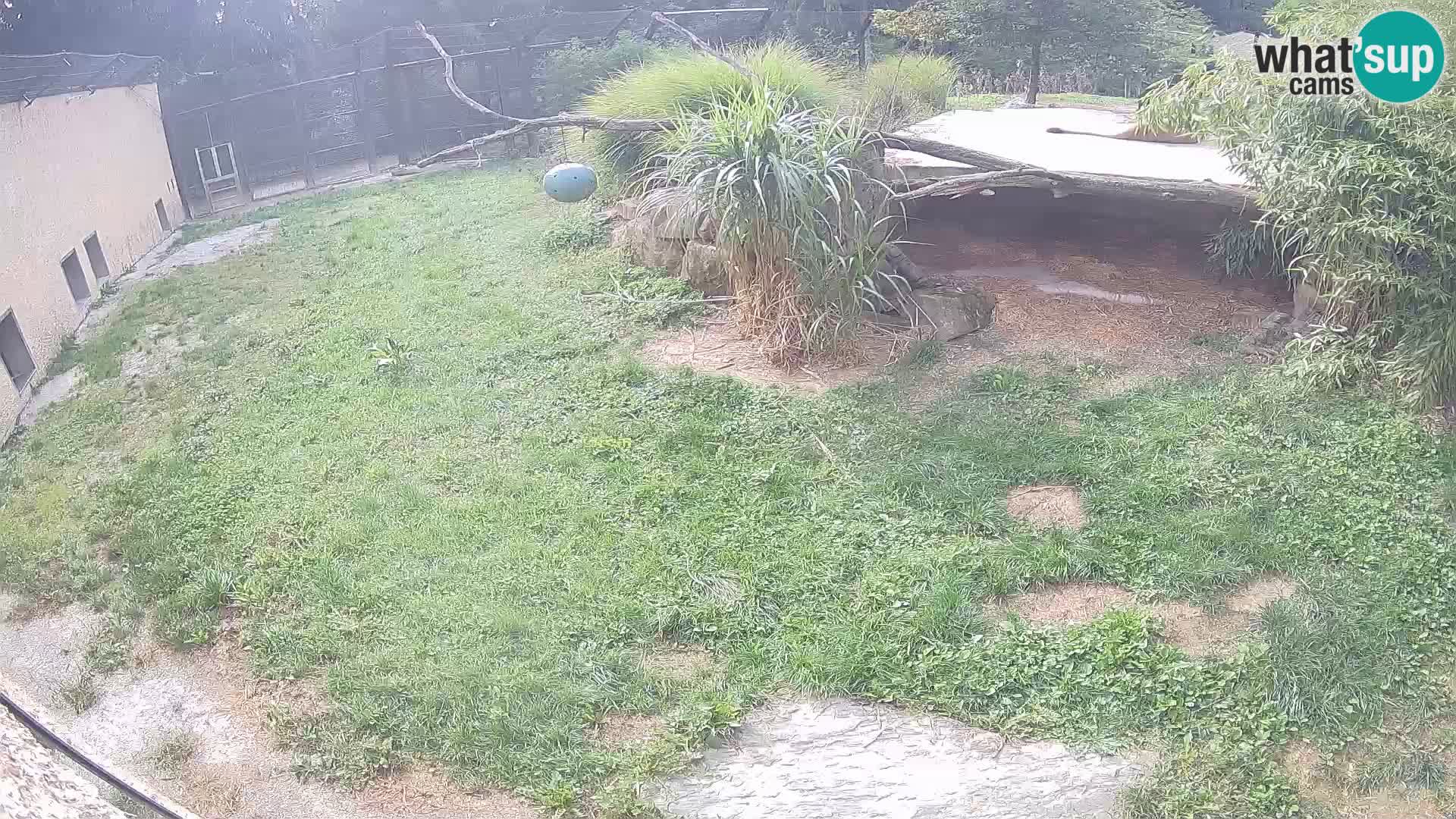 LION live Webcam in Ljubljana Zoo – Slovenia