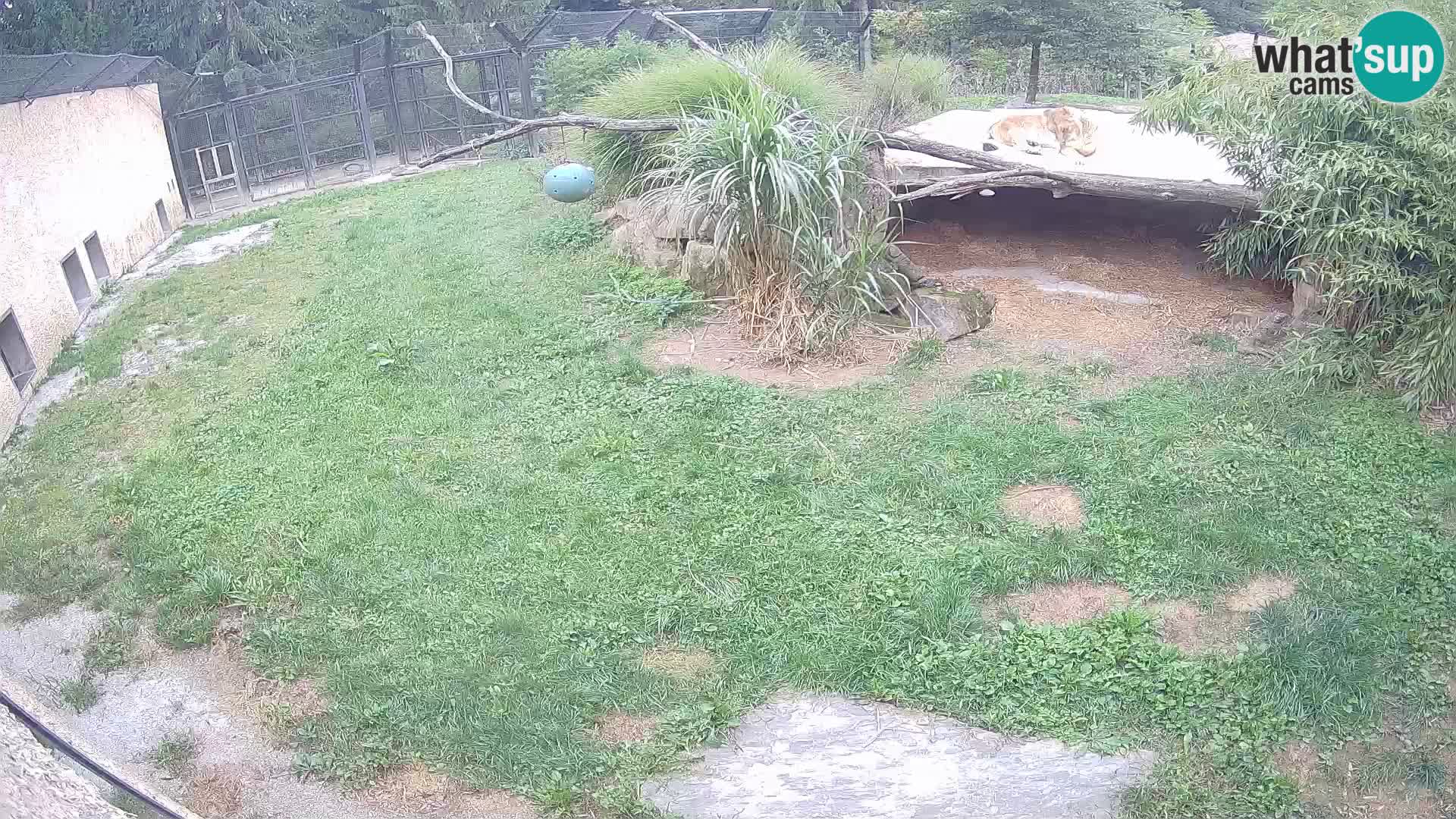 LION live Webcam in Ljubljana Zoo – Slovenia