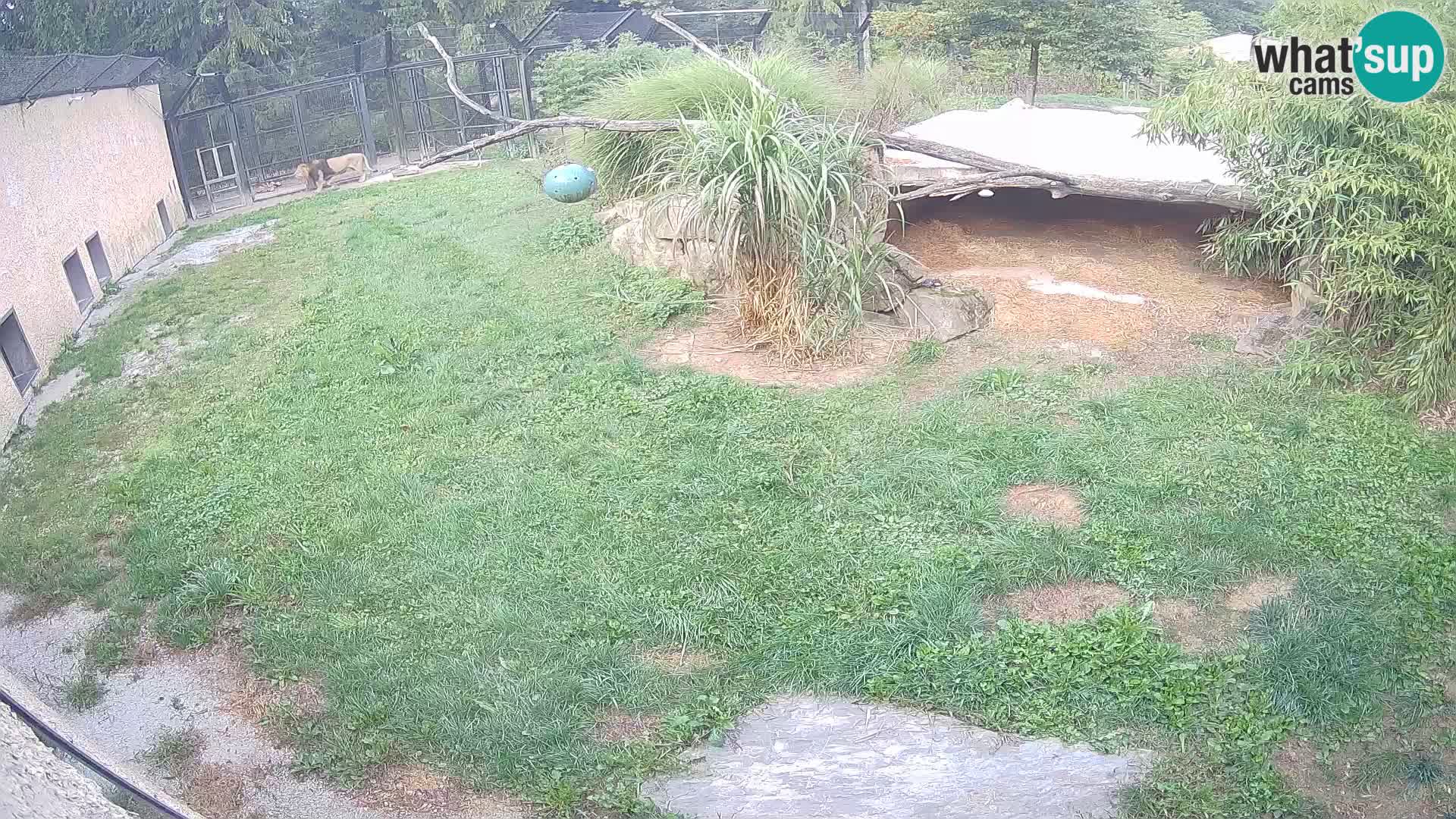 Lavovi web kamera uživo u ljubljanskom zoološkom vrtu – Slovenija