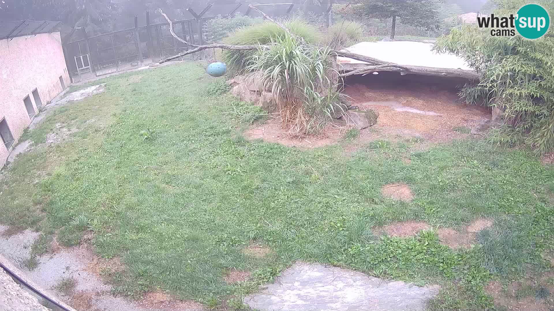 Löwe live Webcam im Zoo von Ljubljana – Slowenien