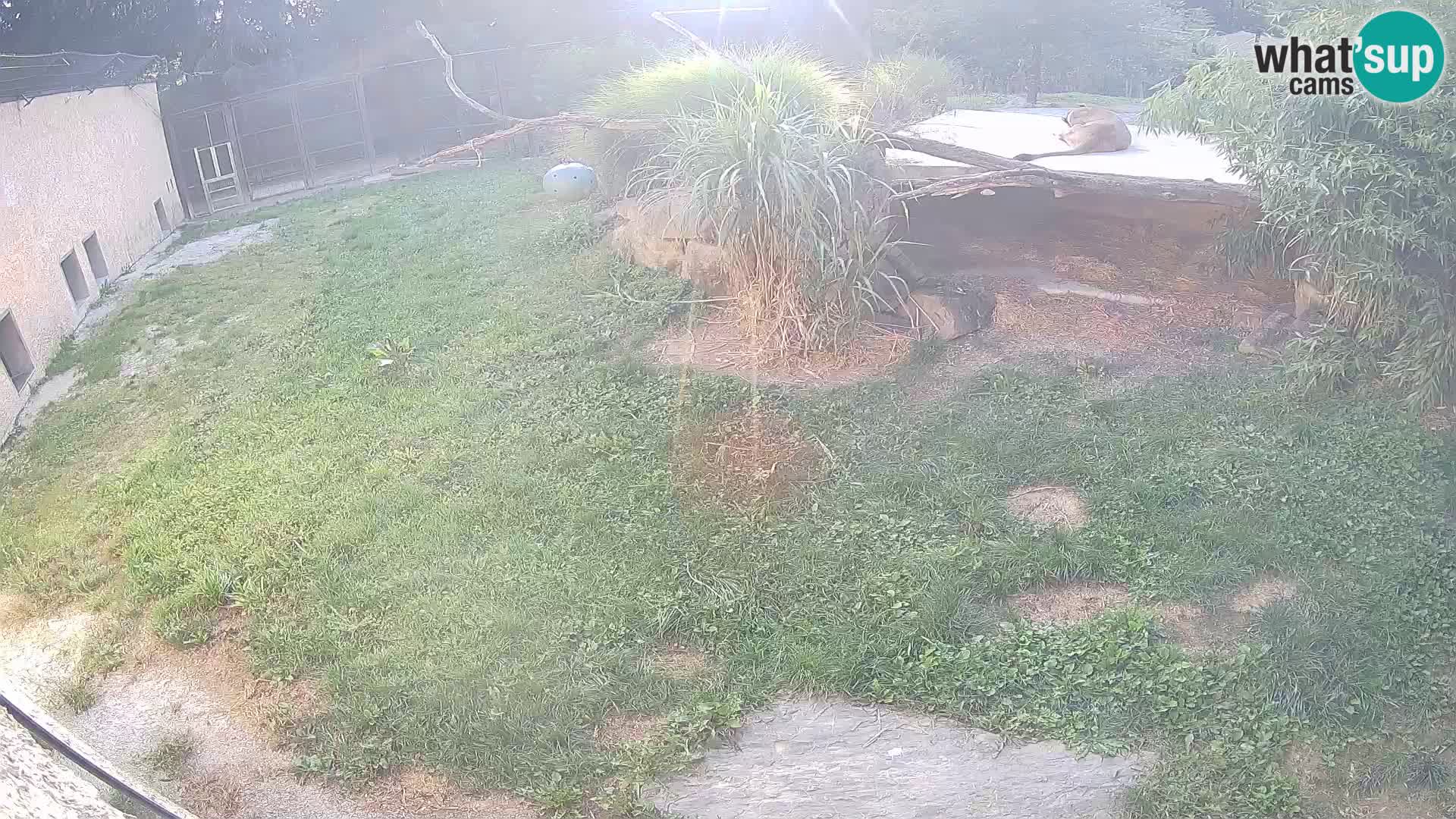 LEON Webcam en vivo en Ljubljana Zoo – Eslovenia