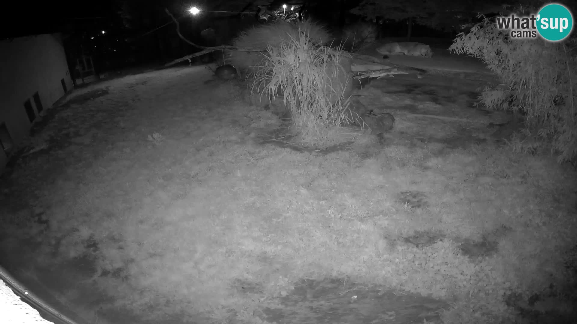 LEONE live Webcam nello zoo di Lubiana – Slovenia