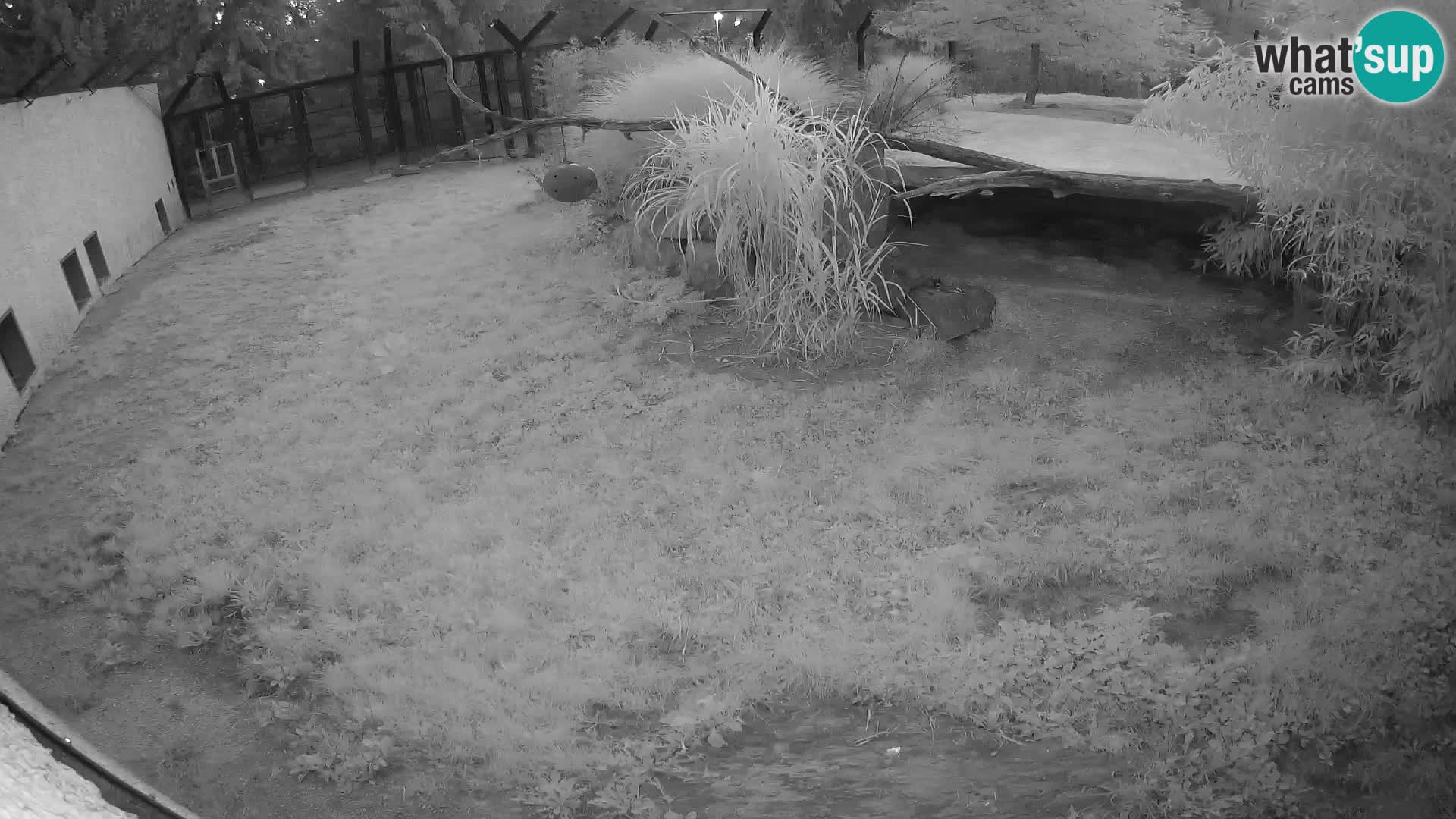 LEONE live Webcam nello zoo di Lubiana – Slovenia