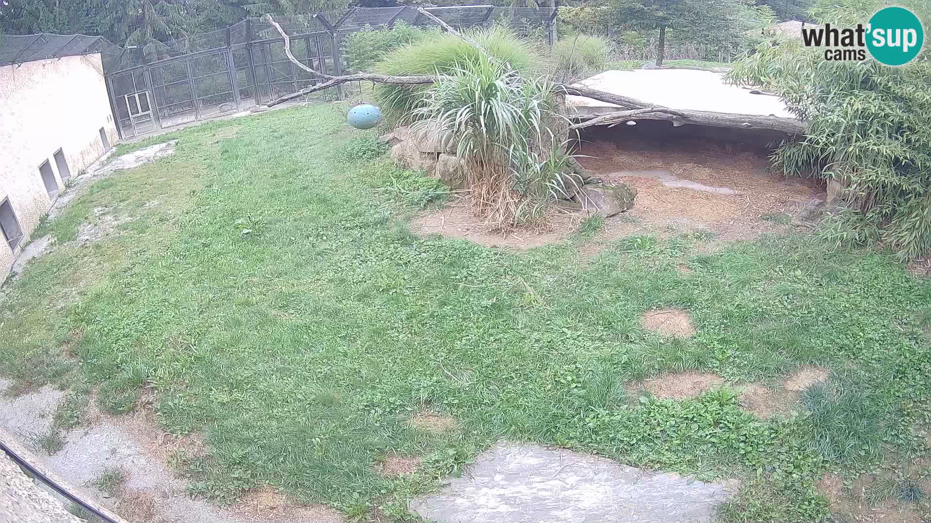 Lavovi web kamera uživo u ljubljanskom zoološkom vrtu – Slovenija