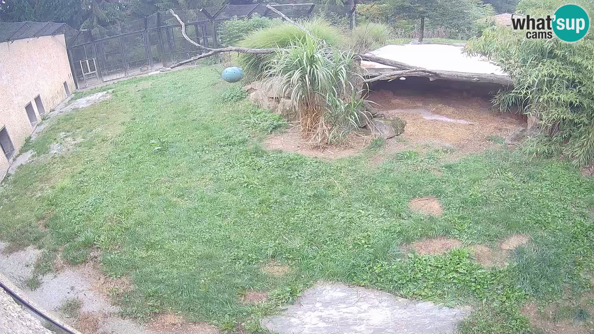 Löwe live Webcam im Zoo von Ljubljana – Slowenien