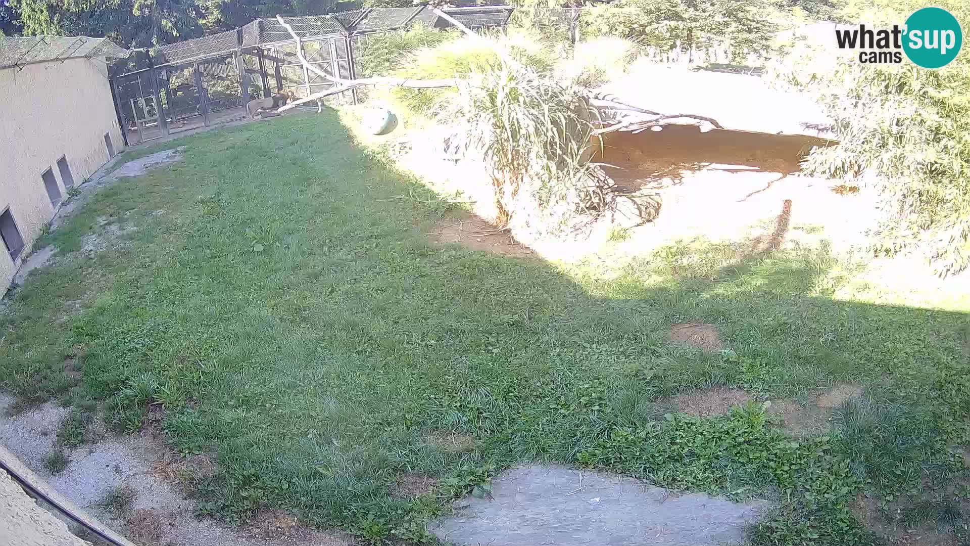 LEONE live Webcam nello zoo di Lubiana – Slovenia