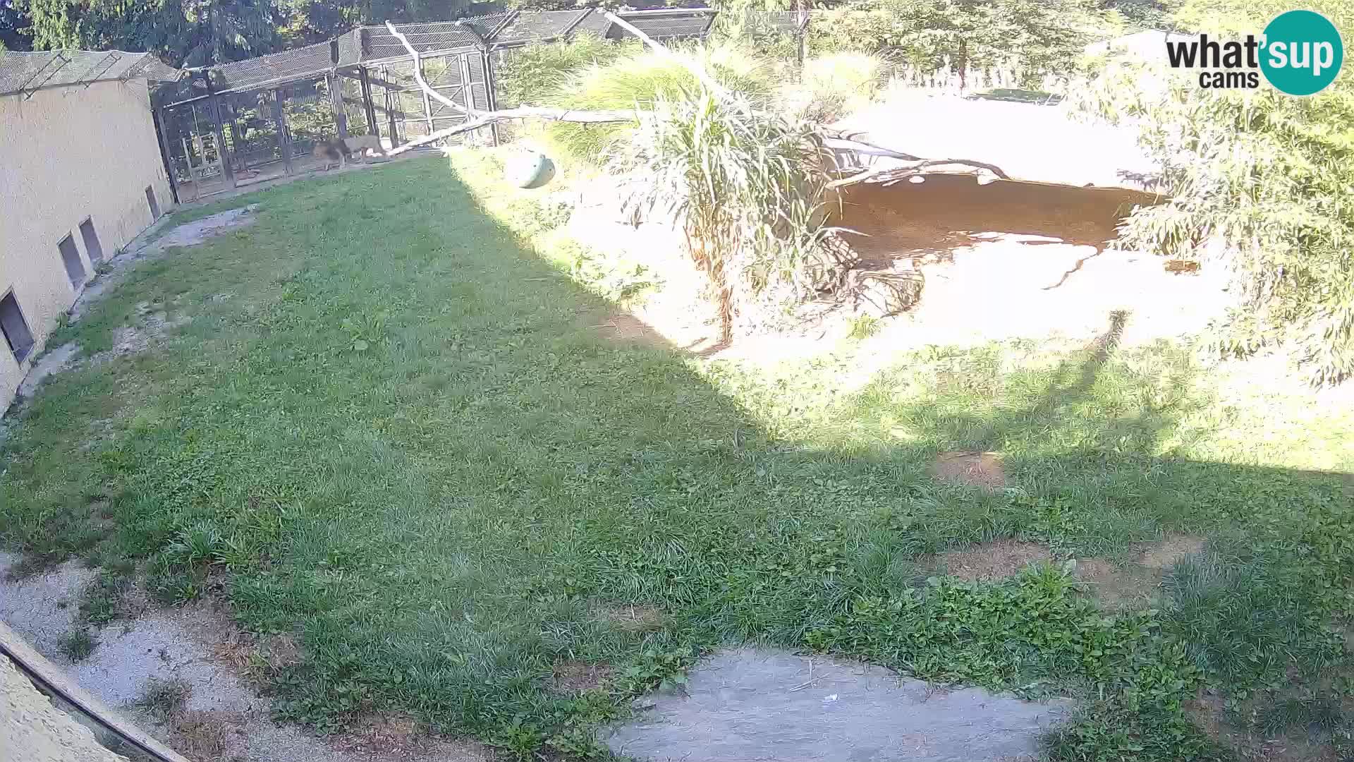 LEVI spletna kamera v živalskem vrtu Ljubljana Zoo