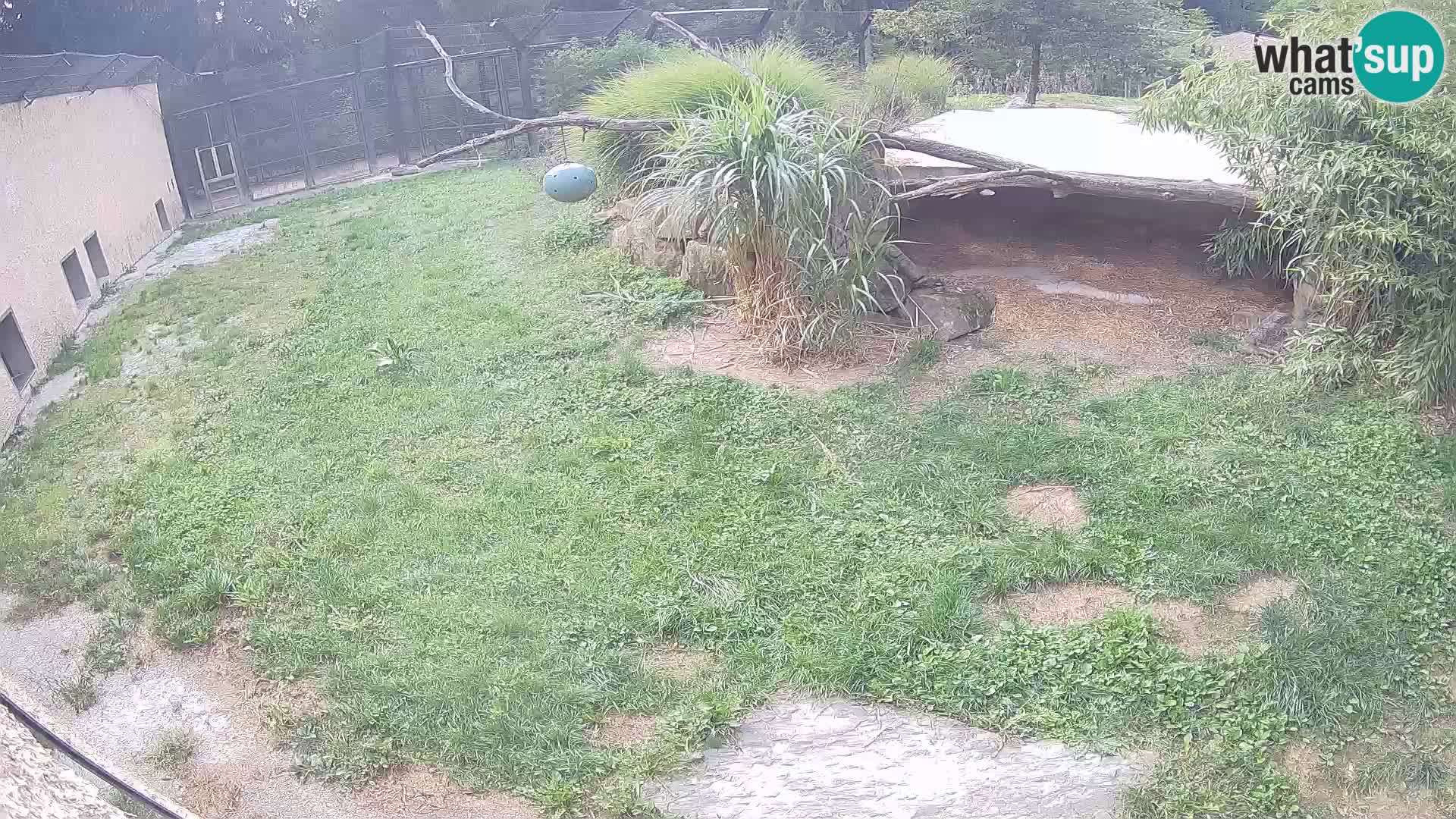 LEONE live Webcam nello zoo di Lubiana – Slovenia