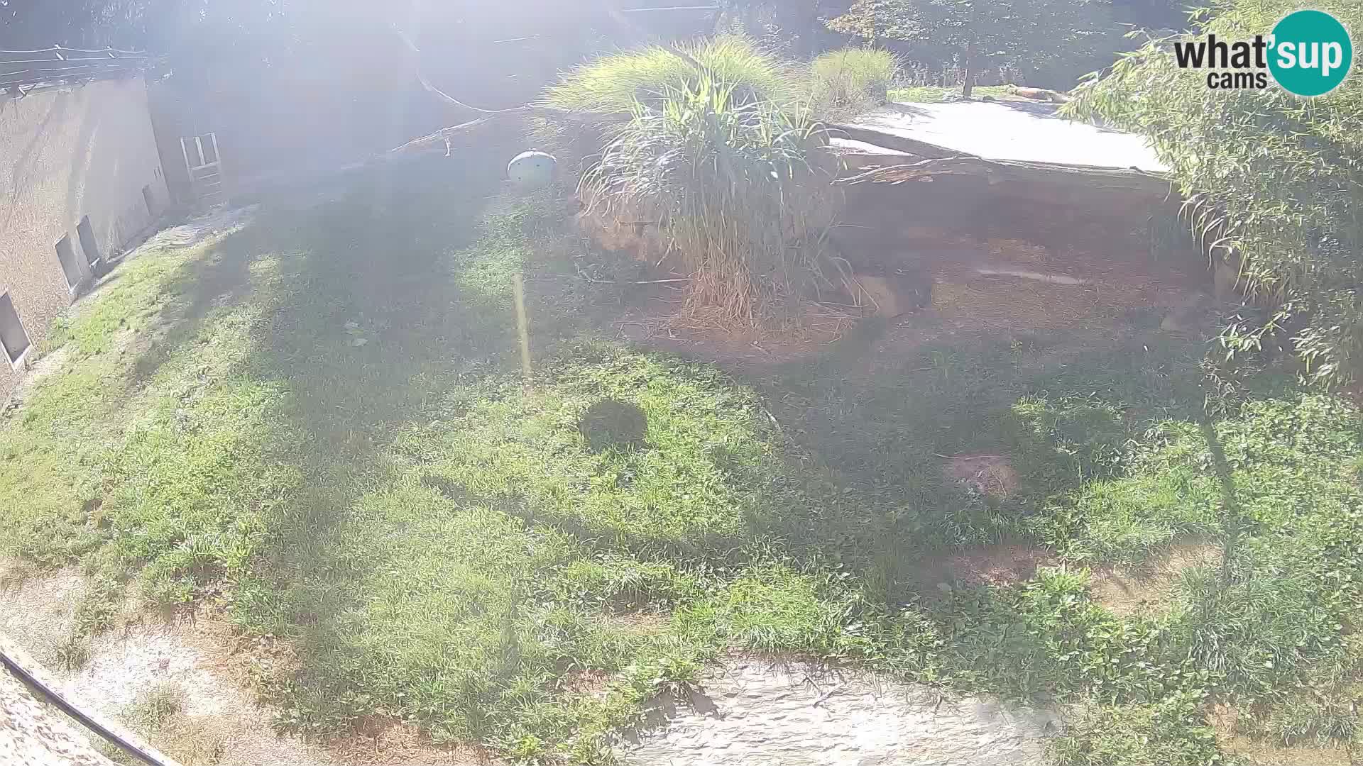 Lavovi web kamera uživo u ljubljanskom zoološkom vrtu – Slovenija
