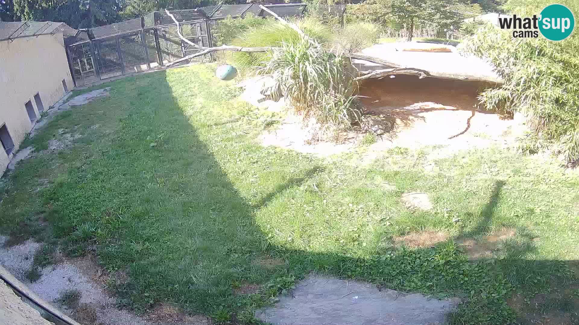 LEVI spletna kamera v živalskem vrtu Ljubljana Zoo