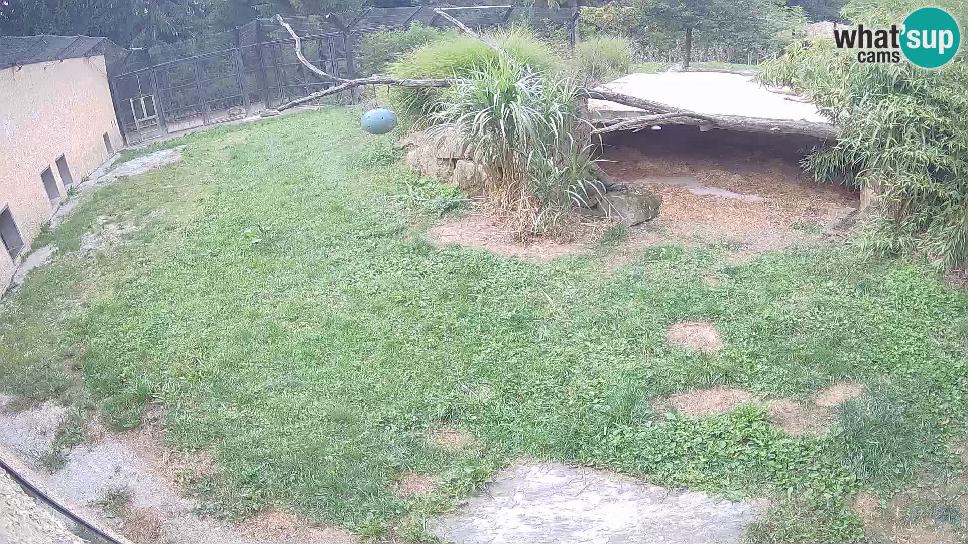 LION live Webcam in Ljubljana Zoo – Slovenia