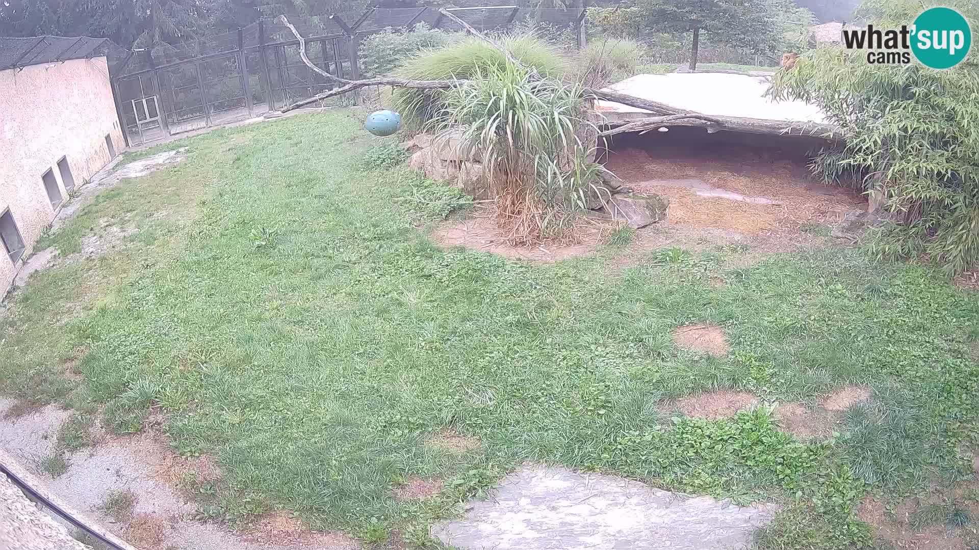 Lavovi web kamera uživo u ljubljanskom zoološkom vrtu – Slovenija