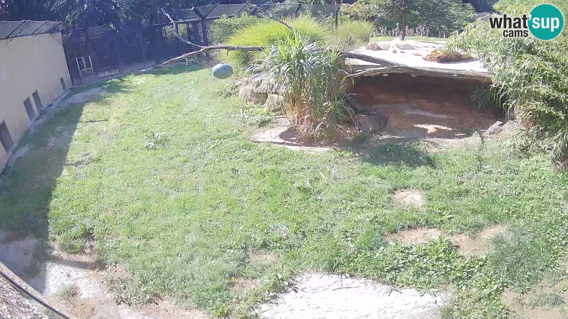 LION webcam en direct du zoo de Ljubljana – Slovénie
