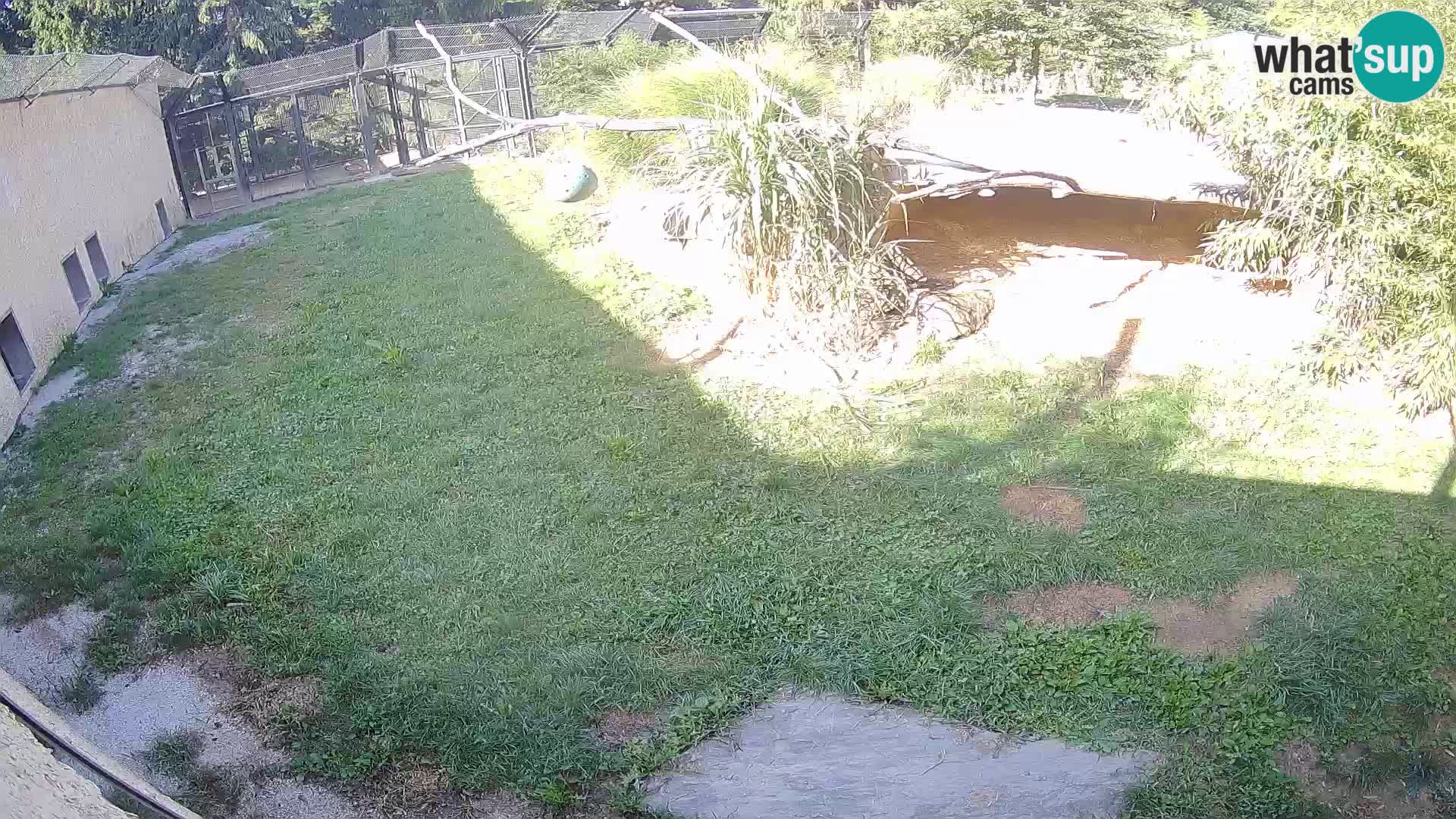 Löwe live Webcam im Zoo von Ljubljana – Slowenien