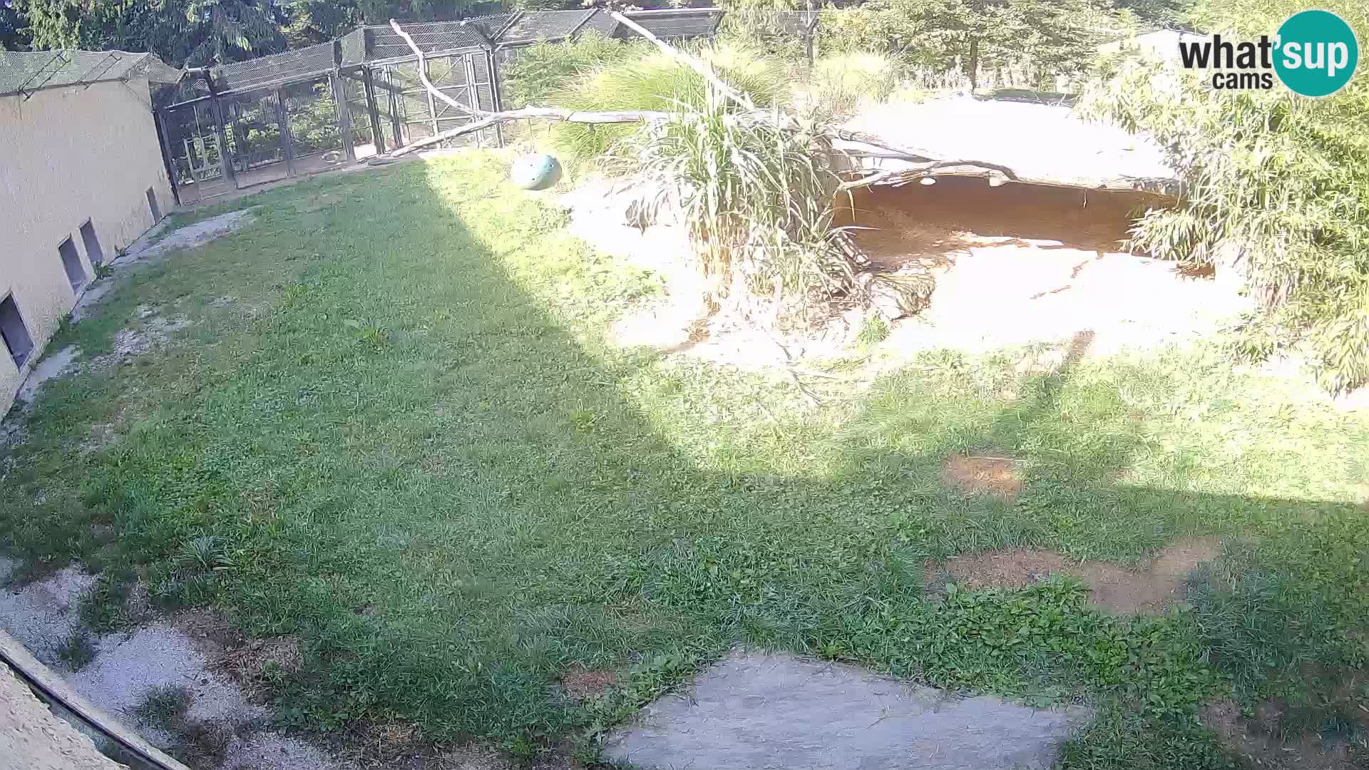 LEONE live Webcam nello zoo di Lubiana – Slovenia