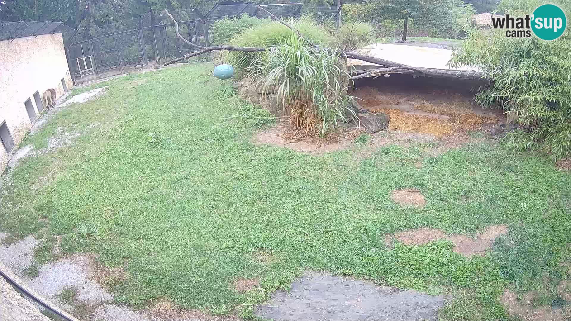 LION webcam en direct du zoo de Ljubljana – Slovénie