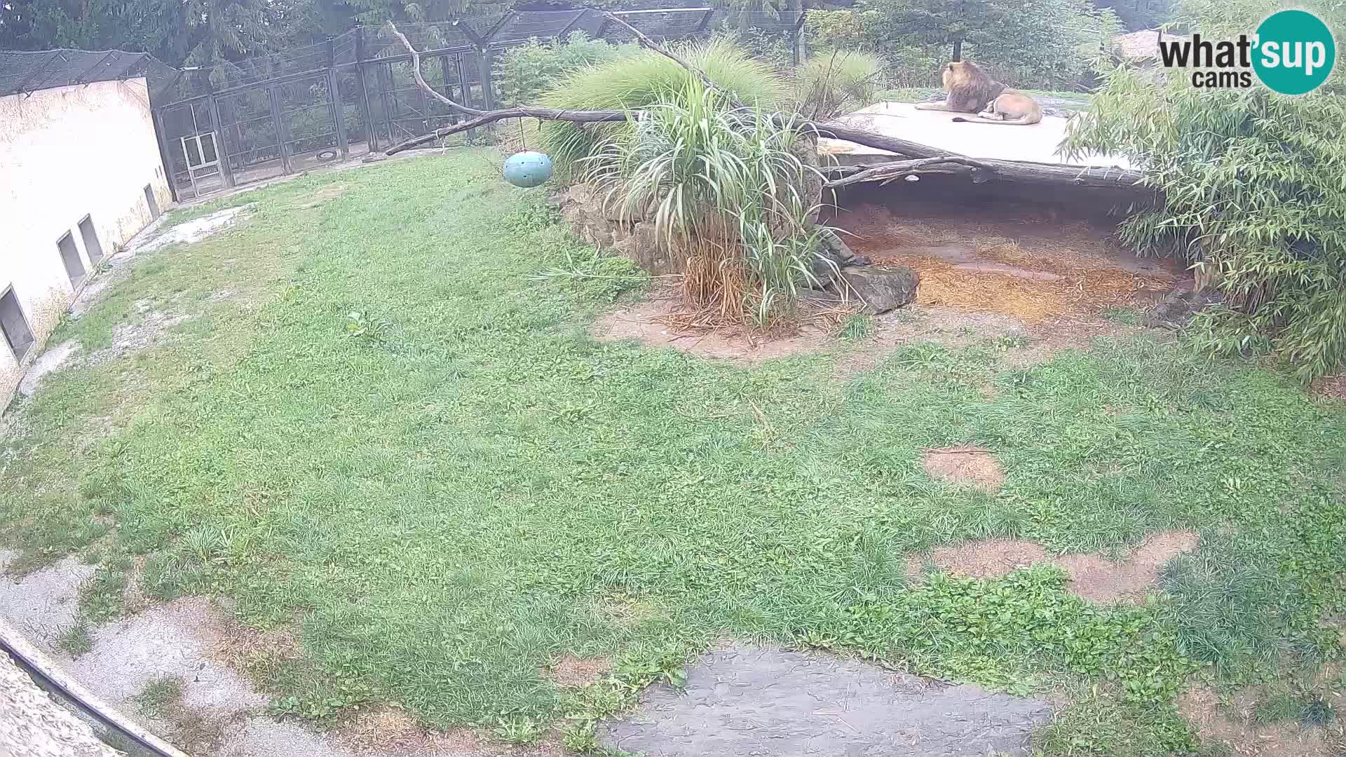 LION live Webcam in Ljubljana Zoo – Slovenia