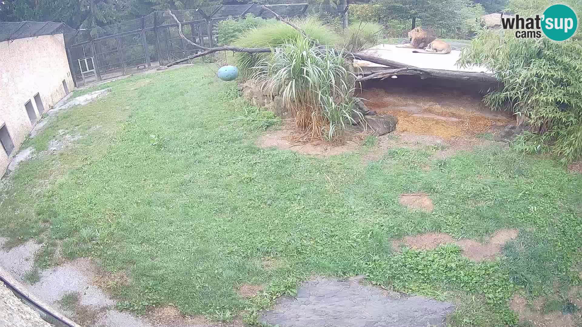 LION webcam en direct du zoo de Ljubljana – Slovénie
