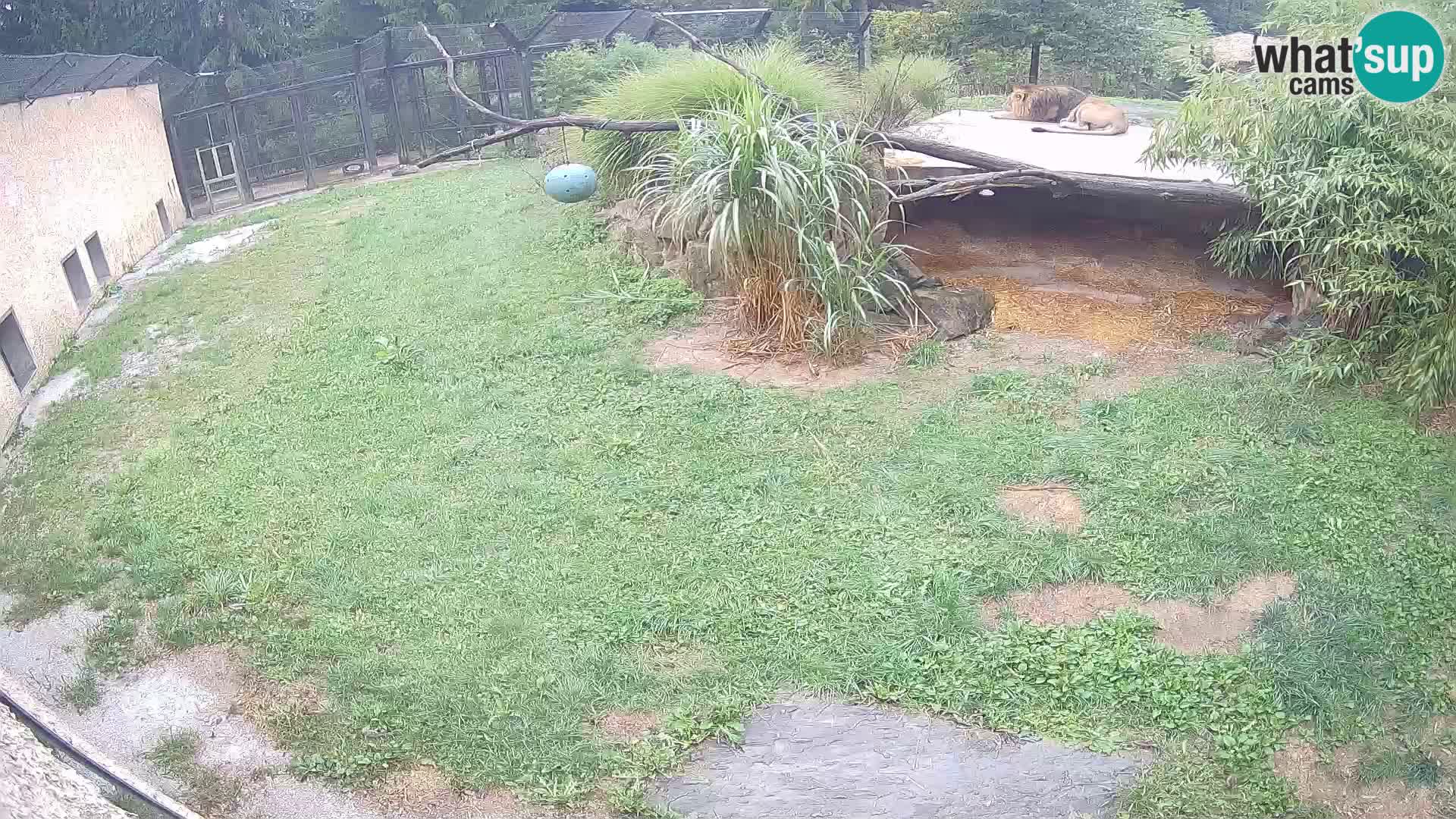 LION live Webcam in Ljubljana Zoo – Slovenia