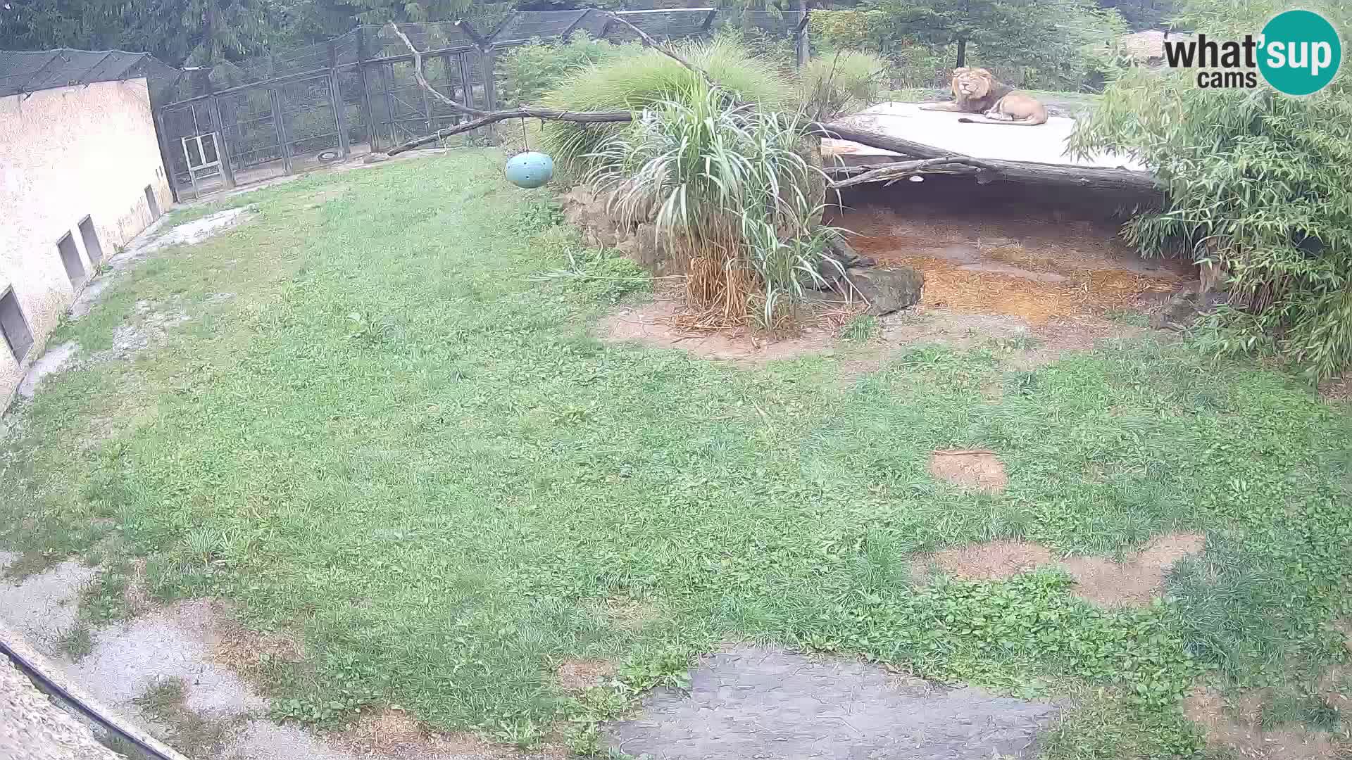 LION webcam en direct du zoo de Ljubljana – Slovénie