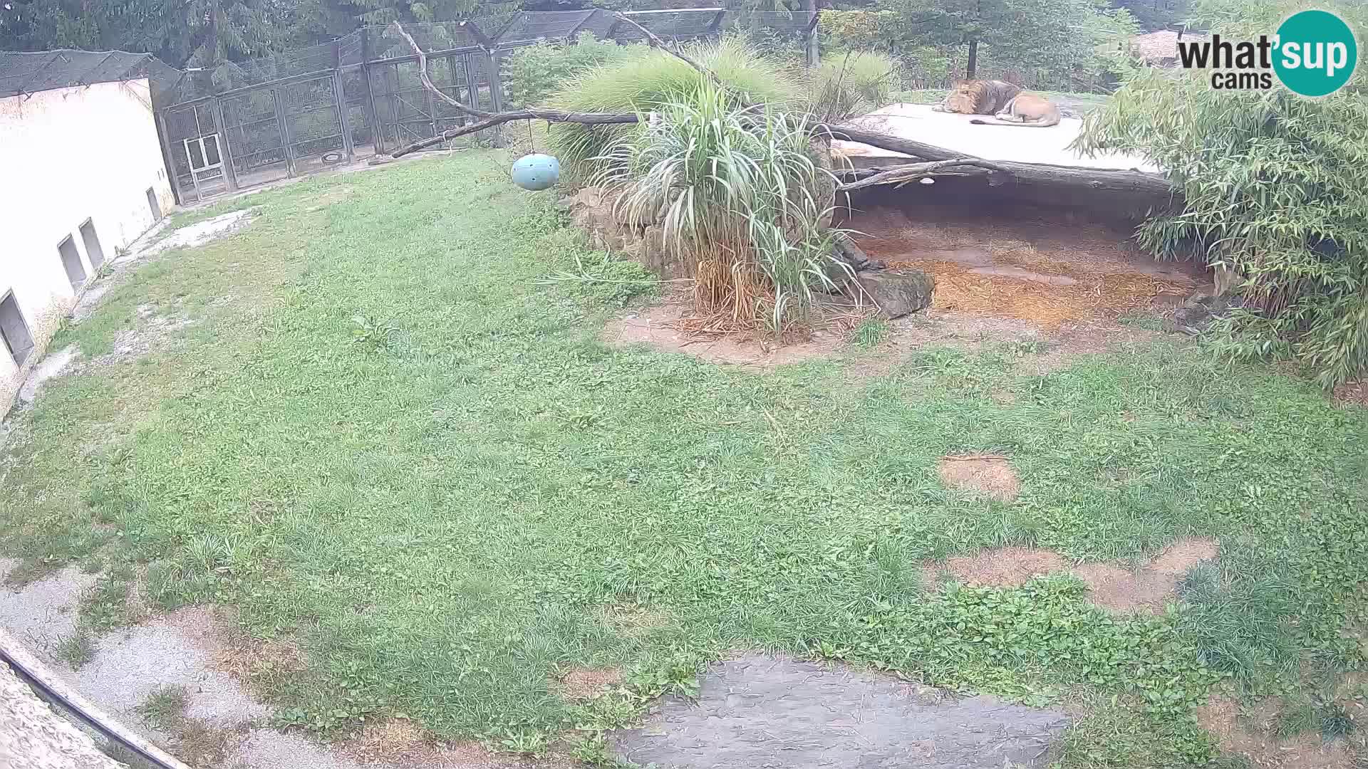 LION live Webcam in Ljubljana Zoo – Slovenia