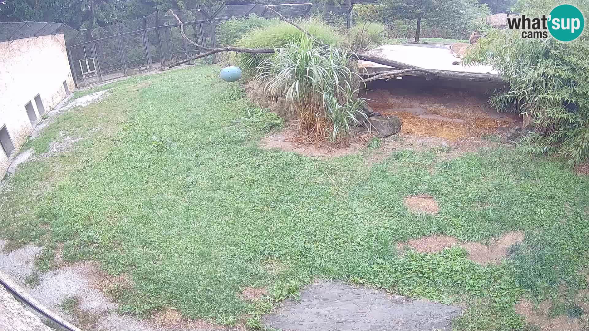 LION webcam en direct du zoo de Ljubljana – Slovénie