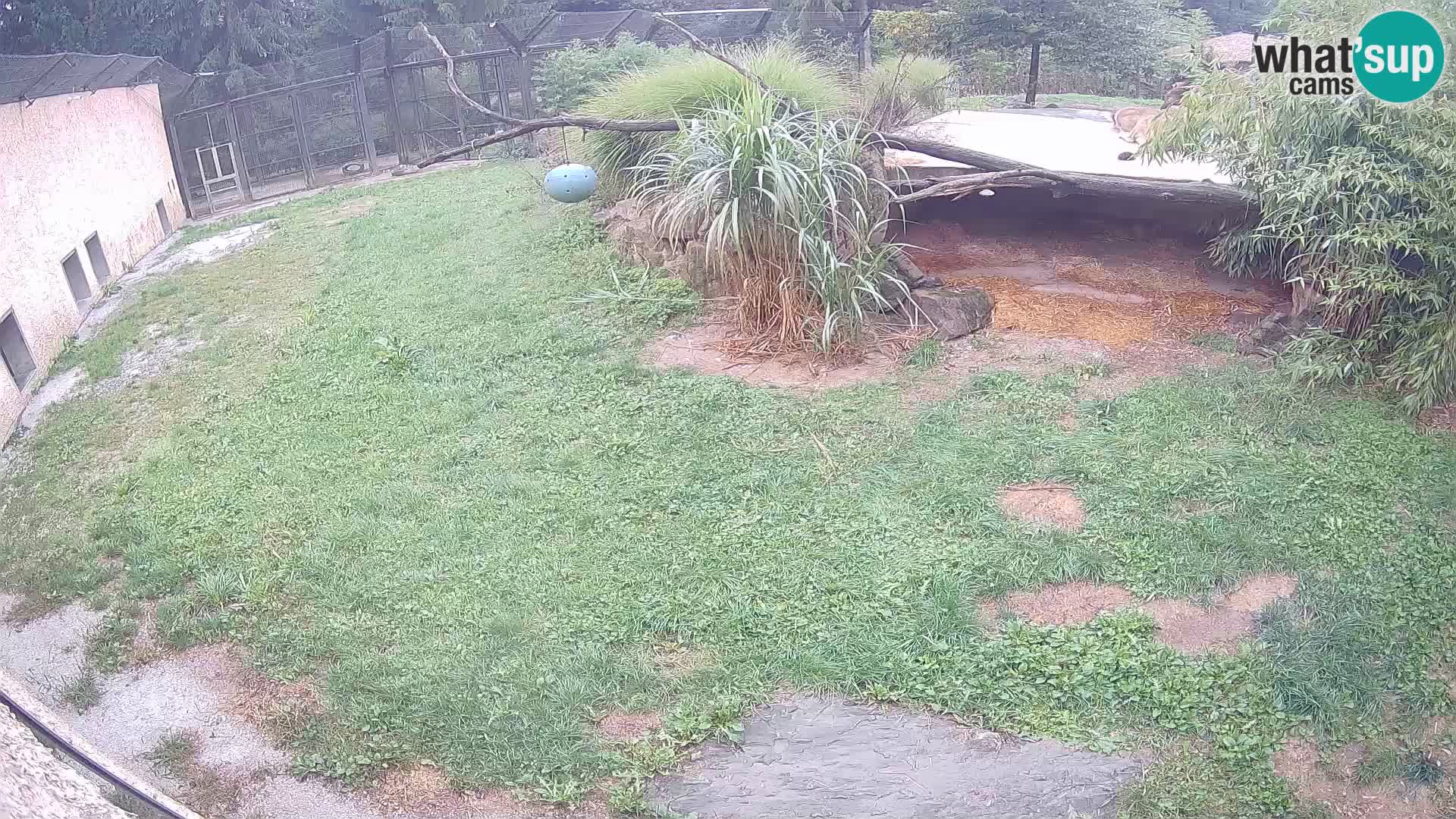 LION webcam en direct du zoo de Ljubljana – Slovénie